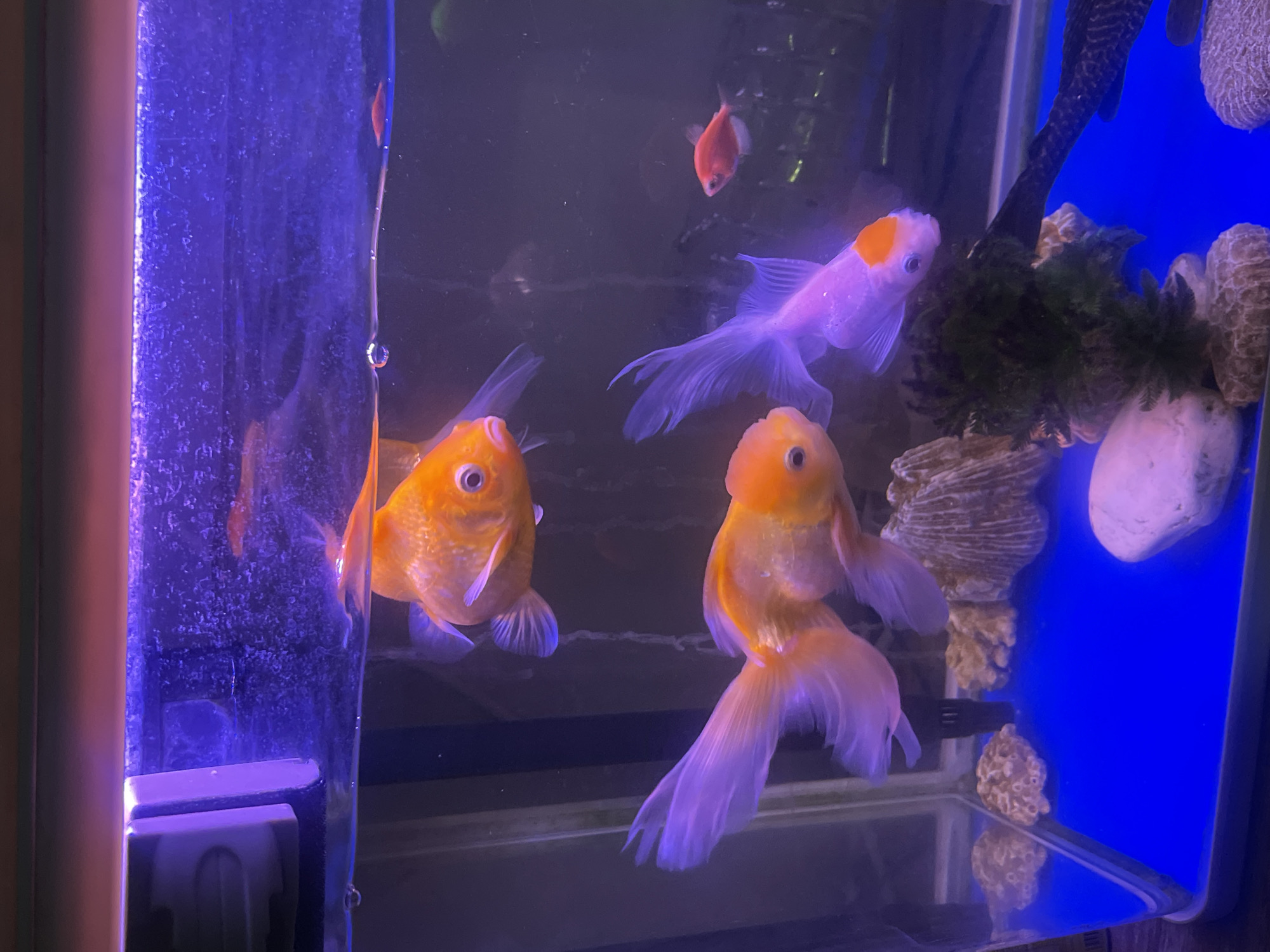 In a dimly lit aquarium, four goldfish are the primary subjects, with two larger orange goldfish in the foreground. One orange goldfish is positioned to the left, facing slightly right, while another is in the center-right, its body angled towards the right with its tail fanned out. A third, a pale white goldfish with an orange marking on its head, swims in the upper right quadrant, facing left. A smaller, bright orange goldfish is visible in the upper center of the tank, facing down.
The aquarium contains decorative elements, including porous, light-colored rocks or coral structures and a clump of dark green aquatic plants. A black object, possibly part of the filter system, is visible behind the plants. The background is a vibrant blue, likely the back panel of the aquarium.
The lighting in the tank casts a purplish hue, particularly on the white goldfish and the fins of the orange goldfish, suggesting artificial lighting. The water appears clear with some small bubbles visible on the left side of the tank, near a transparent cylindrical object that also has bubbles.
The scene is serene, with the fish peacefully swimming in their aquatic environment. There is no visible text in the image. The overall impression is a well-maintained aquarium, likely indoors, given the artificial lighting and controlled environment. The location context of Kuta Selatan, Indonesia, does not provide specific visual cues within the image itself, but it places the scene in a tropical region.
