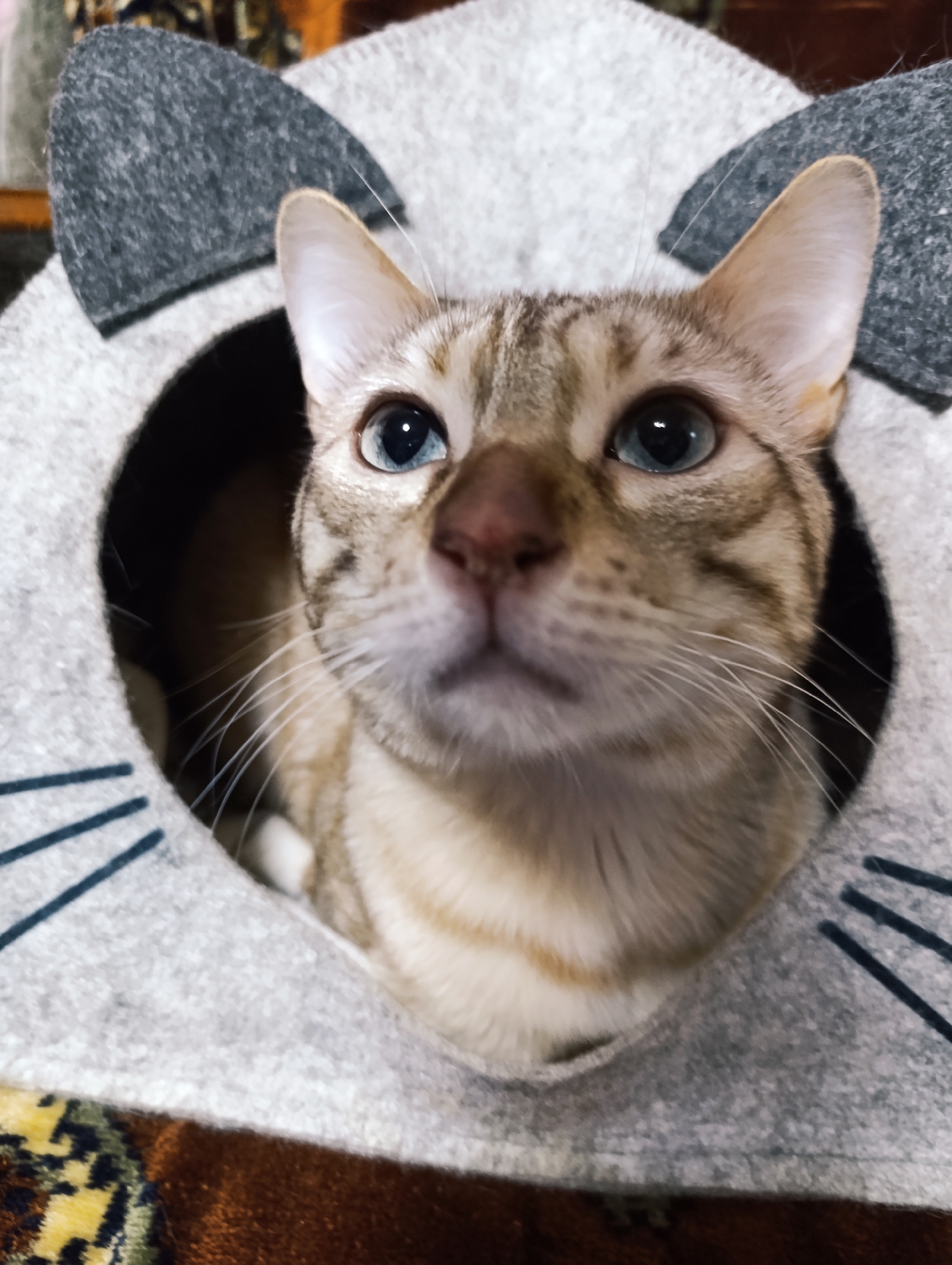 A close-up photograph captures a light brown cat with blue eyes positioned inside a gray cat house. The cat house has a rounded opening and cat ear-shaped embellishments on top. The cat is gazing upwards. The scene is set against a backdrop of a patterned brown surface.