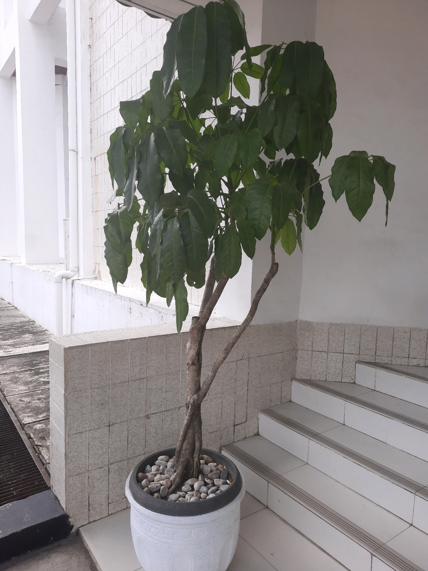 The image shows a potted tree with large green leaves situated next to a white tiled stairway. The tree is in a white pot filled with small grey and white stones. The stairway is on the right side of the image and is also made of white tiles. Behind the tree and stairway is a white wall with smaller white tiles. To the left of the tree is a white wall with large white columns, and in front of that, a metal grate on the ground. The scene appears to be an outdoor area, possibly a courtyard or entrance to a building. The architectural style and the presence of lush greenery suggest a tropical or subtropical climate. Given the context of the city of Padang, Indonesia, this location could be an entrance to a government building, a hotel, or a residential complex, common in urban areas of Padang.