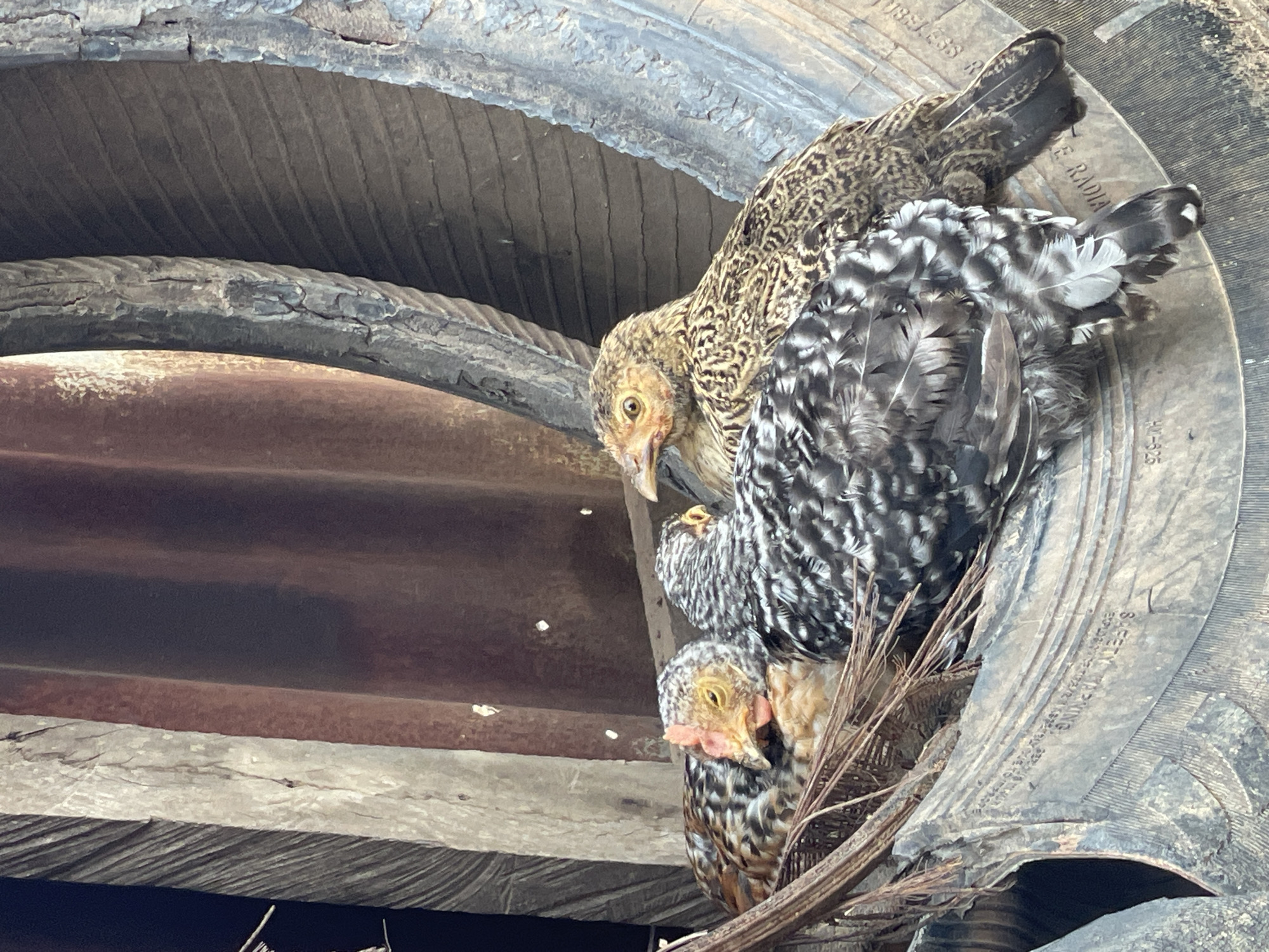 A close-up shot, possibly taken in Akwanga, Nigeria, shows three chickens roosting inside a tire. The chickens have varied plumage, including brown speckled and black-and-white speckled patterns. The tire shows signs of wear and tear. Underneath the tire are wooden planks and a metal sheet. Some dry twigs are visible.