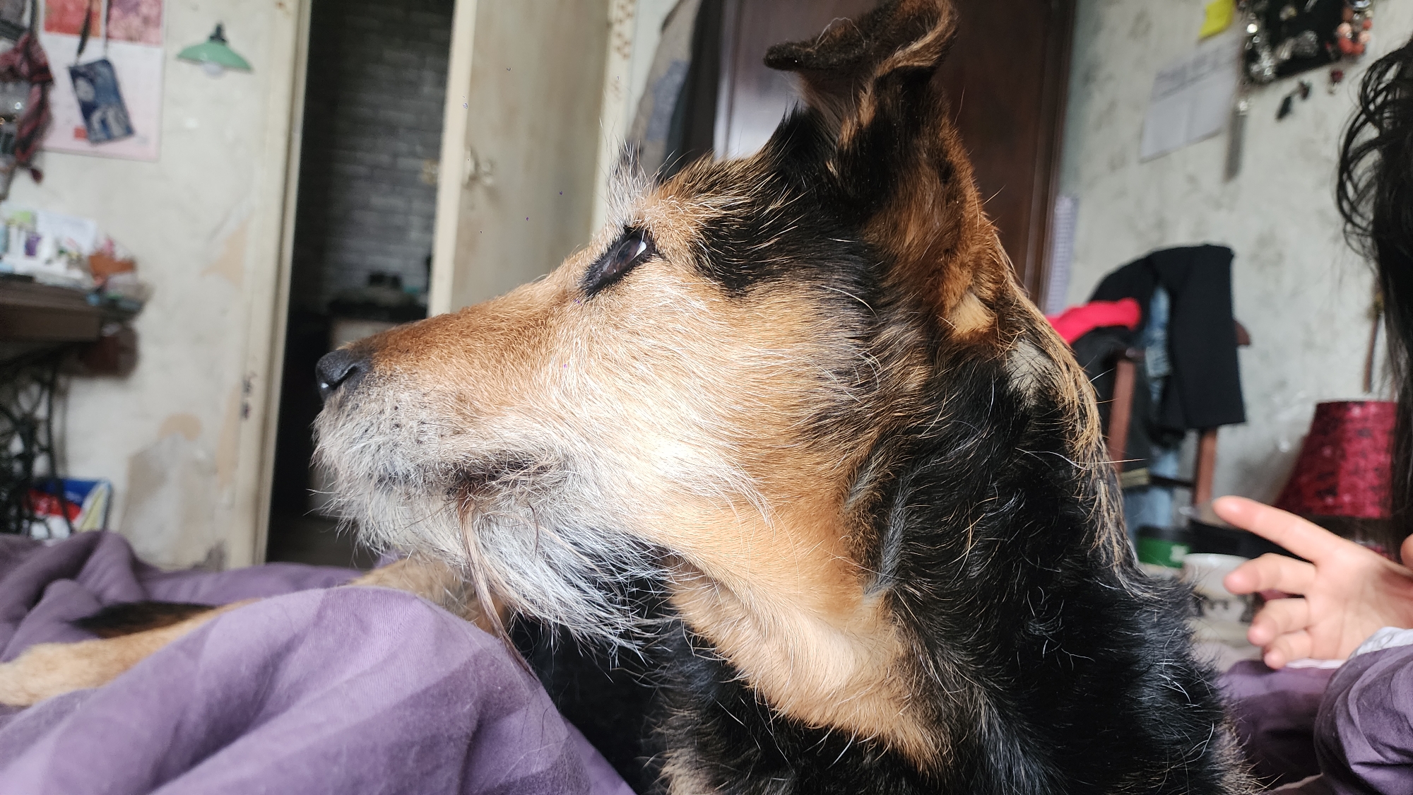 A medium shot depicts a scruffy brown and black terrier dog lying on a purple, rumpled bedspread. The dog, positioned in the center and towards the right, faces left with a thoughtful expression. Its fur shows signs of aging, with graying around its muzzle.
Behind the dog, a cluttered bedroom environment is visible. To the left, an open doorway leads into a room with a brick wall and a glimpse of a kitchenette. A vintage sewing machine table stands against the wall. Towards the right, out-of-focus hair, likely of a person, appears along with the edge of a small red-patterned lamp. A dark brown doorframe is also visible.
The scene is domestic and personal, capturing a moment of repose in what appears to be a lived-in space. There is no evidence that the location is Moscow, Russia.