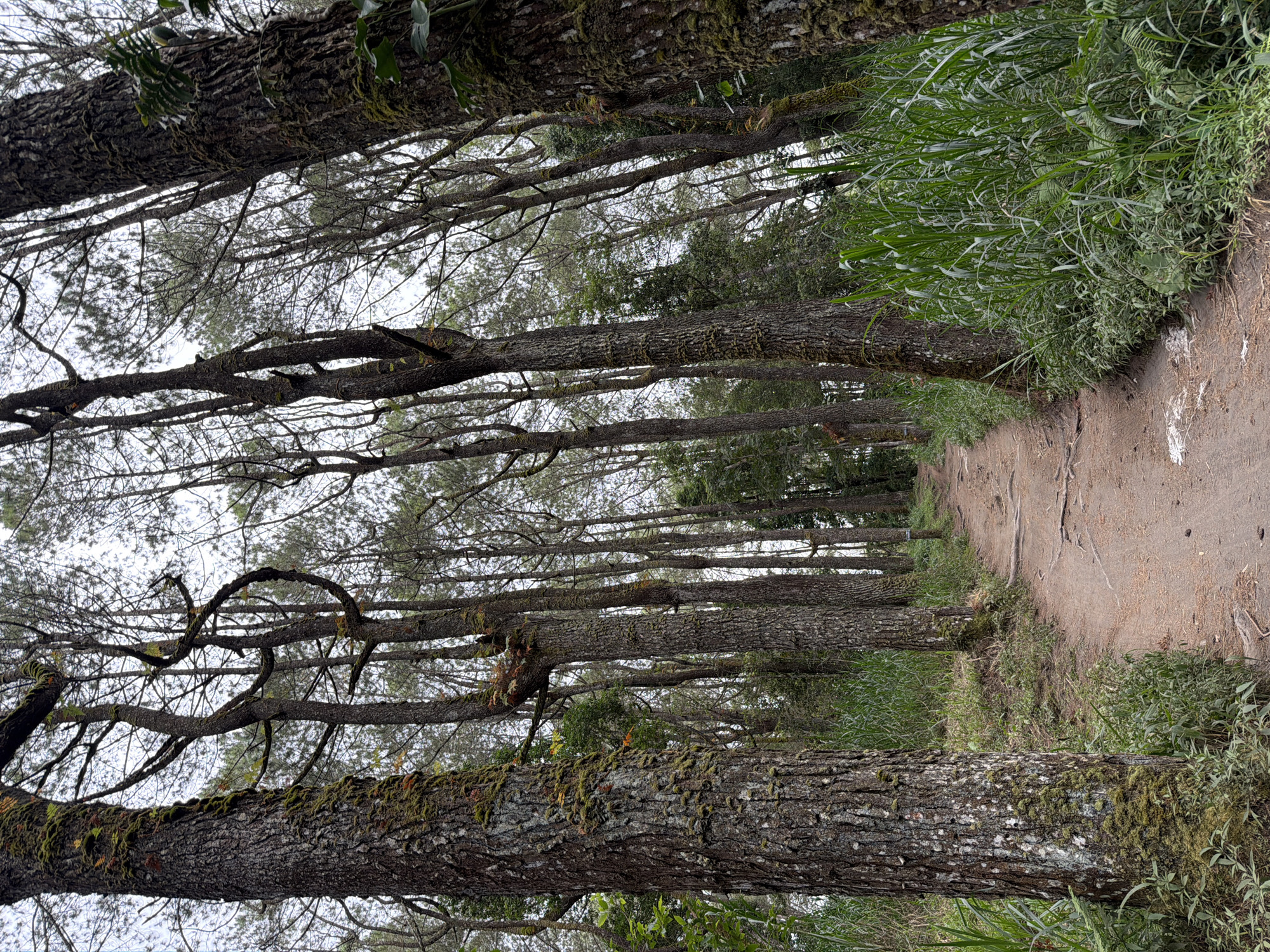 This is a medium-shot, eye-level photograph taken from a dirt path in a dense pine forest, likely in Kintamani, Indonesia. The path, which appears to be a hiking trail, winds its way into the distance, bordered by tall, mature pine trees on either side. The trees are characterized by their thick, textured bark, some of which is covered in patches of moss. The forest floor is covered in dry pine needles and exposed tree roots. Lush green grass and ferns grow along the edges of the path, creating a naturalistic environment. The sky above is overcast, suggesting a cloudy or misty day. There are no people or animals visible in the frame. The overall impression is one of a serene and somewhat wild natural setting.