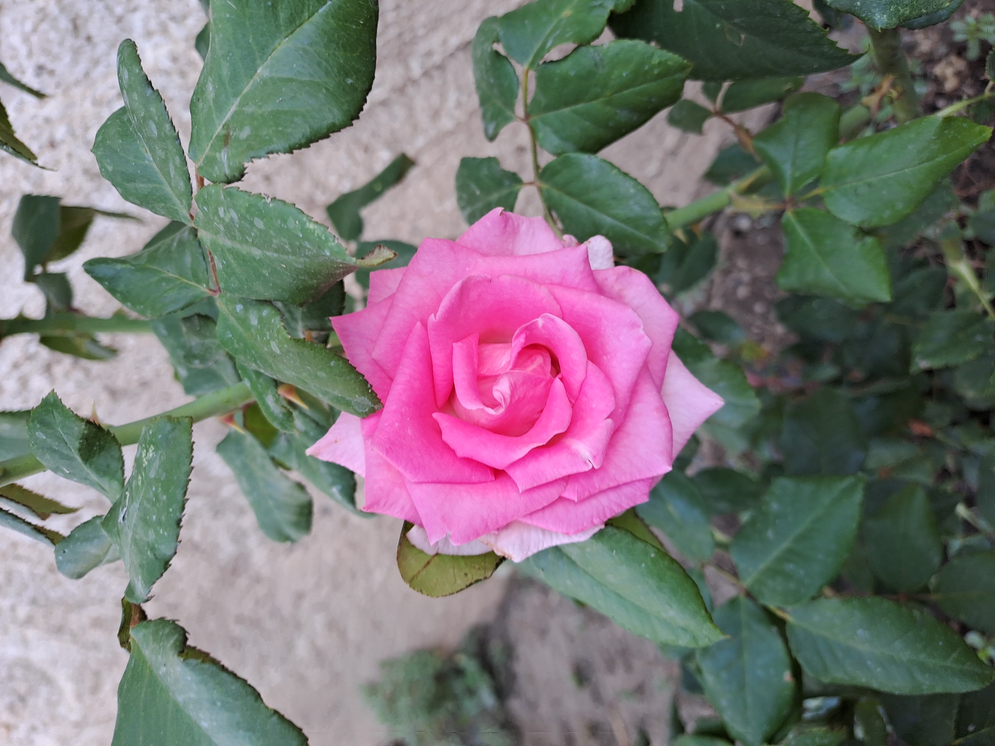 A close-up, eye-level shot captures a vibrant pink rose in full bloom, its petals tightly curled at the center and unfolding outwards. The rose is surrounded by its lush, dark green foliage, with serrated edges on some of the leaves. A thorny stem is visible, supporting the flower. The background is a neutral, textured wall, out of focus, suggesting an outdoor setting in Мичурин ауылдық округі, Kazakhstan. There are no people or animals present in the image.