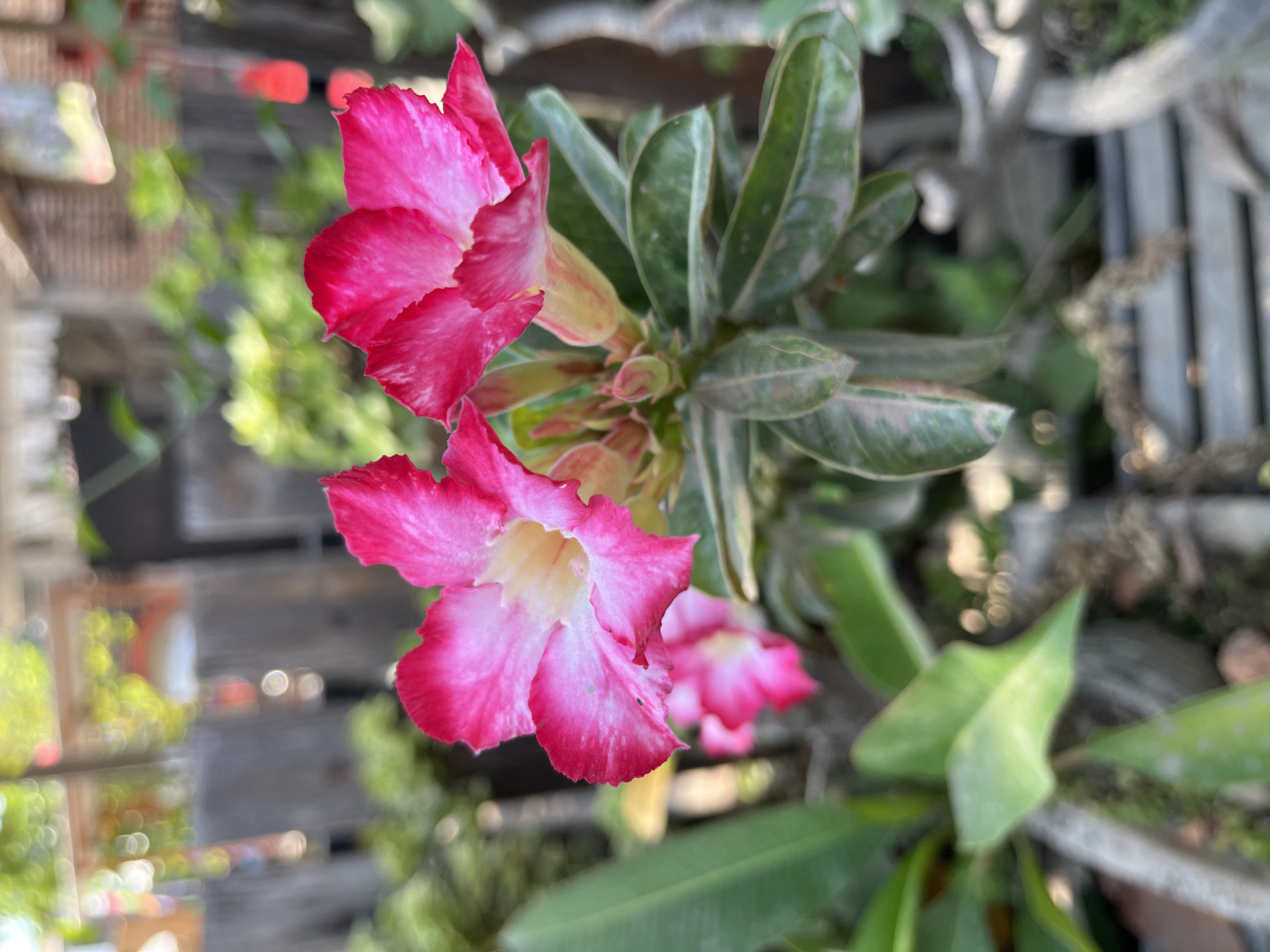 A close-up, outdoor, eye-level shot features two vibrant pink and white desert rose flowers in bloom, with unfurled petals and hints of yellow at their centers. The flowers are positioned centrally, with one slightly behind the other. The plant has thick, green, succulent leaves with some lighter variegation along the edges, and new buds are visible at the base of the flowers. The background is softly blurred, revealing a rustic wooden fence and lush green foliage, suggesting a garden setting. The lighting indicates it is daytime. This scene is located in the city of Mangun Dikaran, Indonesia.