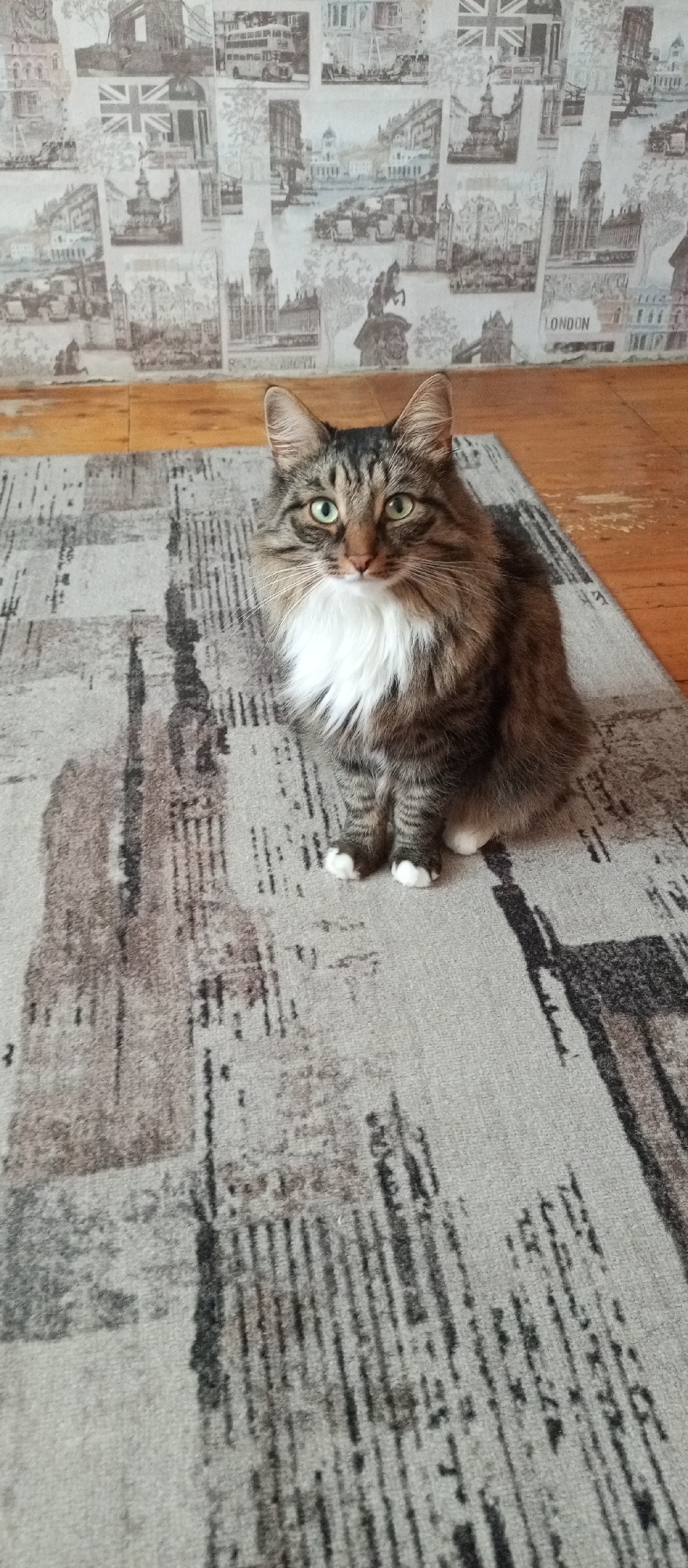 A domestic cat sits on a rug in front of a wall covered with wallpaper depicting London landmarks. The cat is a medium-sized tabby with brown, black, and white fur, and bright green eyes. It is looking directly at the camera. The rug has a grey background with a pattern of black and brown lines. The wallpaper features images of Big Ben, the Tower Bridge, a red double-decker bus, and the Union Jack flag. The overall environment suggests an indoor domestic setting. There is no indication of the location being in Agryz, Russia.
