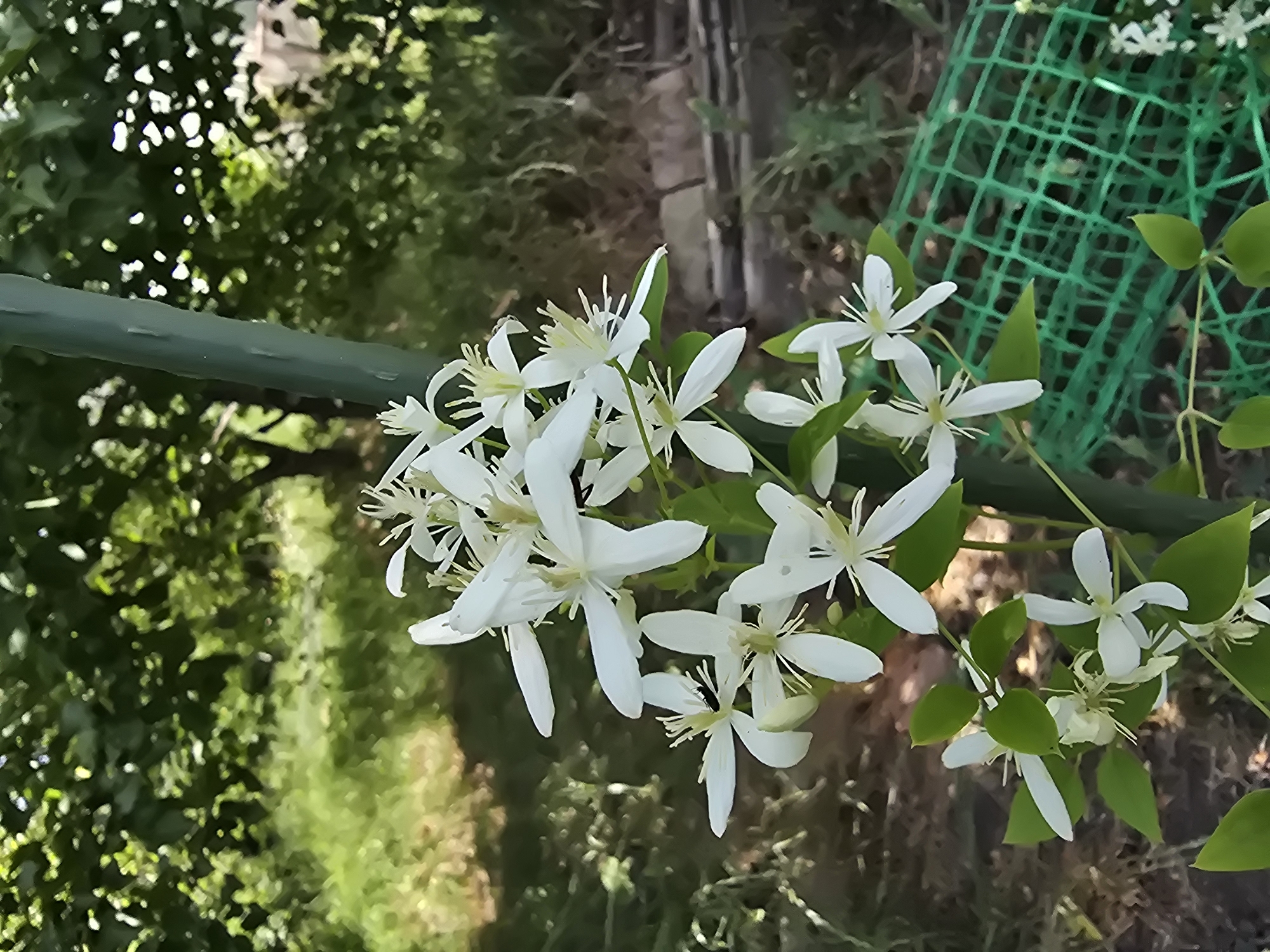 A close-up, vertical, full-shot photograph captures a cluster of delicate white flowers with prominent yellow stamens, likely clematis, in the foreground. The flowers are attached to thin green stems and some are partially obscured by vibrant green leaves. A dark green, vertical pole, possibly a garden stake, is positioned to the right of the flowers, running from the bottom to the top of the frame. In the background, out of focus, is a lush, sun-dappled green environment with trees and foliage, suggesting an outdoor setting. A portion of a green mesh fence is visible in the lower right quadrant of the image. The overall scene is brightly lit, indicating daytime. The location is identified as Serebriansk, Kazakhstan.