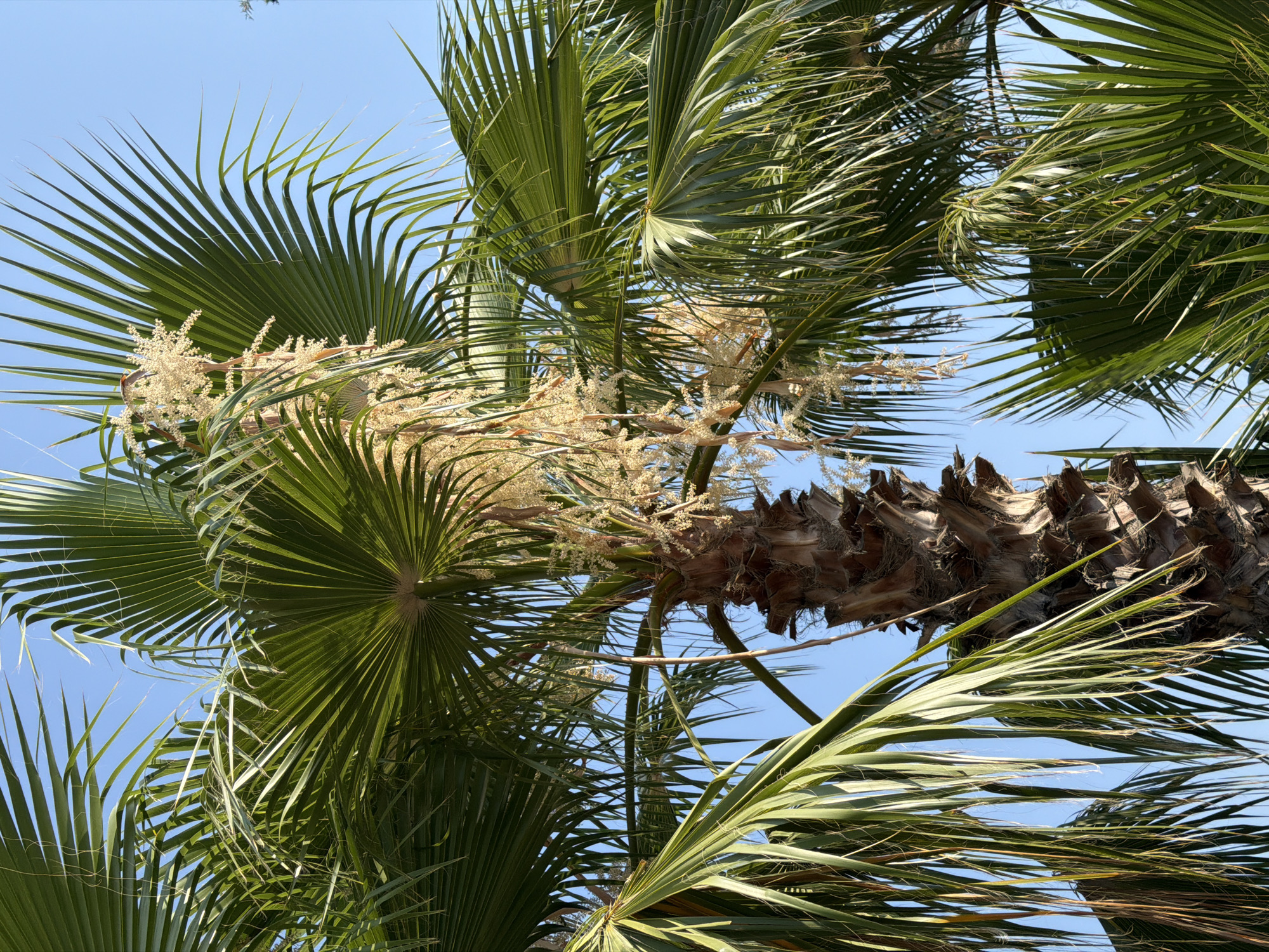 This is a close-up, low-angle shot of a palm tree in Kemer, Turkey, against a clear blue sky. The palm tree is in focus, with its fronds dominating the frame. The fronds are a vibrant green, fanned out, and some are partially obscuring the trunk. The trunk itself is rough and textured, showing signs of age. Hanging from the upper part of the tree are clusters of small, pale flowers or developing fruit, which are also in focus. In the background, the sky is a uniform, cloudless blue. There are no people or animals visible in the image. The scene appears to be outdoors, likely in a park or garden setting typical of Kemer's coastal environment.