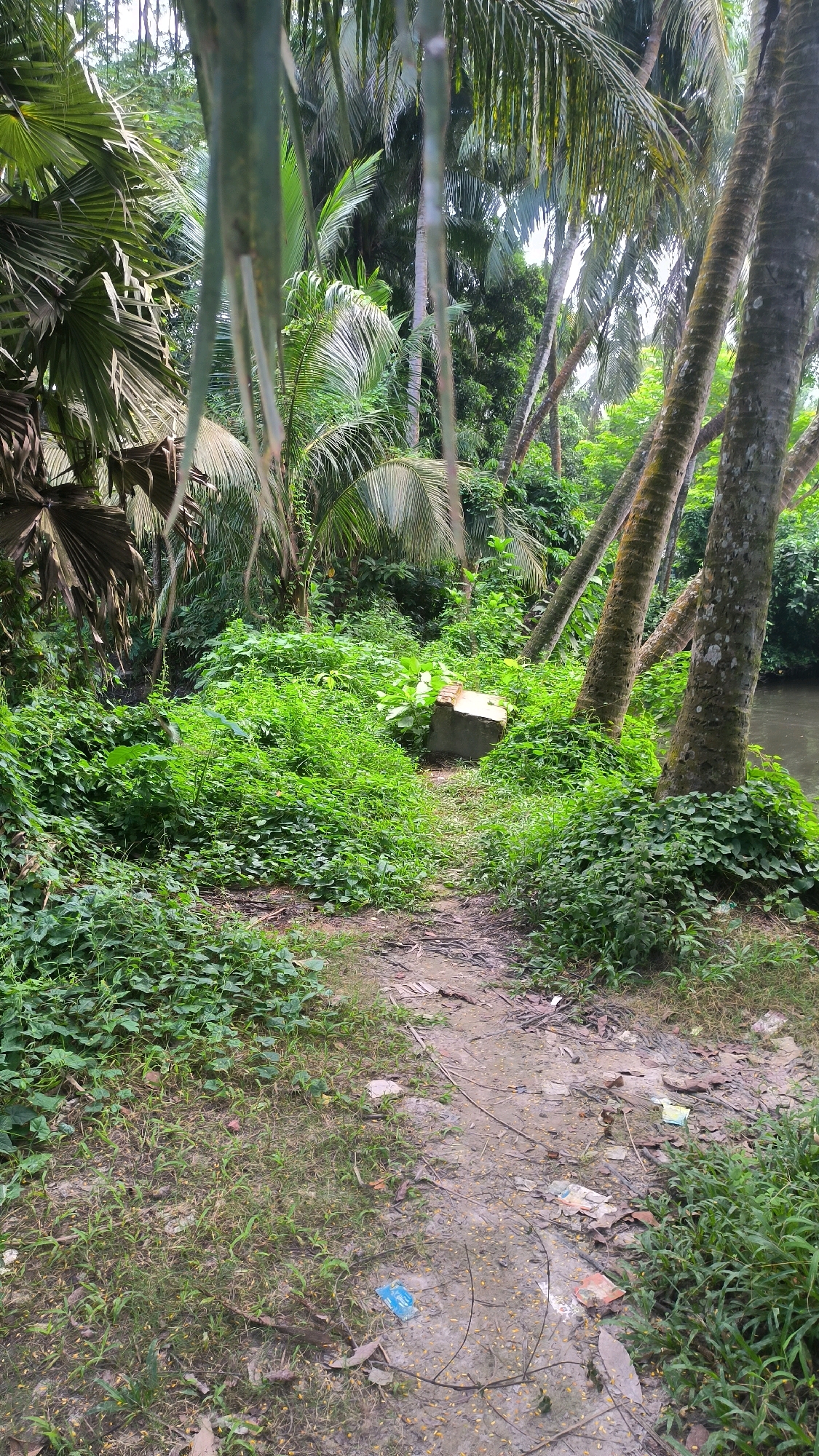 The image depicts a dirt path winding through a lush, overgrown natural environment, likely in Begumganj Upazila, Bangladesh. The path is lined with dense green vegetation, including various types of plants and broad-leafed trees. In the background, several tall palm trees with textured bark are visible, their fronds creating a canopy overhead. On the right side of the path, a body of dark water is present, suggesting a river or canal. In the middle ground, a concrete object, possibly a broken step or a piece of debris, rests amidst the greenery. The path itself appears somewhat muddy and uneven, with scattered leaves and some discarded wrappers visible on its surface. The overall scene conveys a sense of untouched nature with subtle signs of human presence.