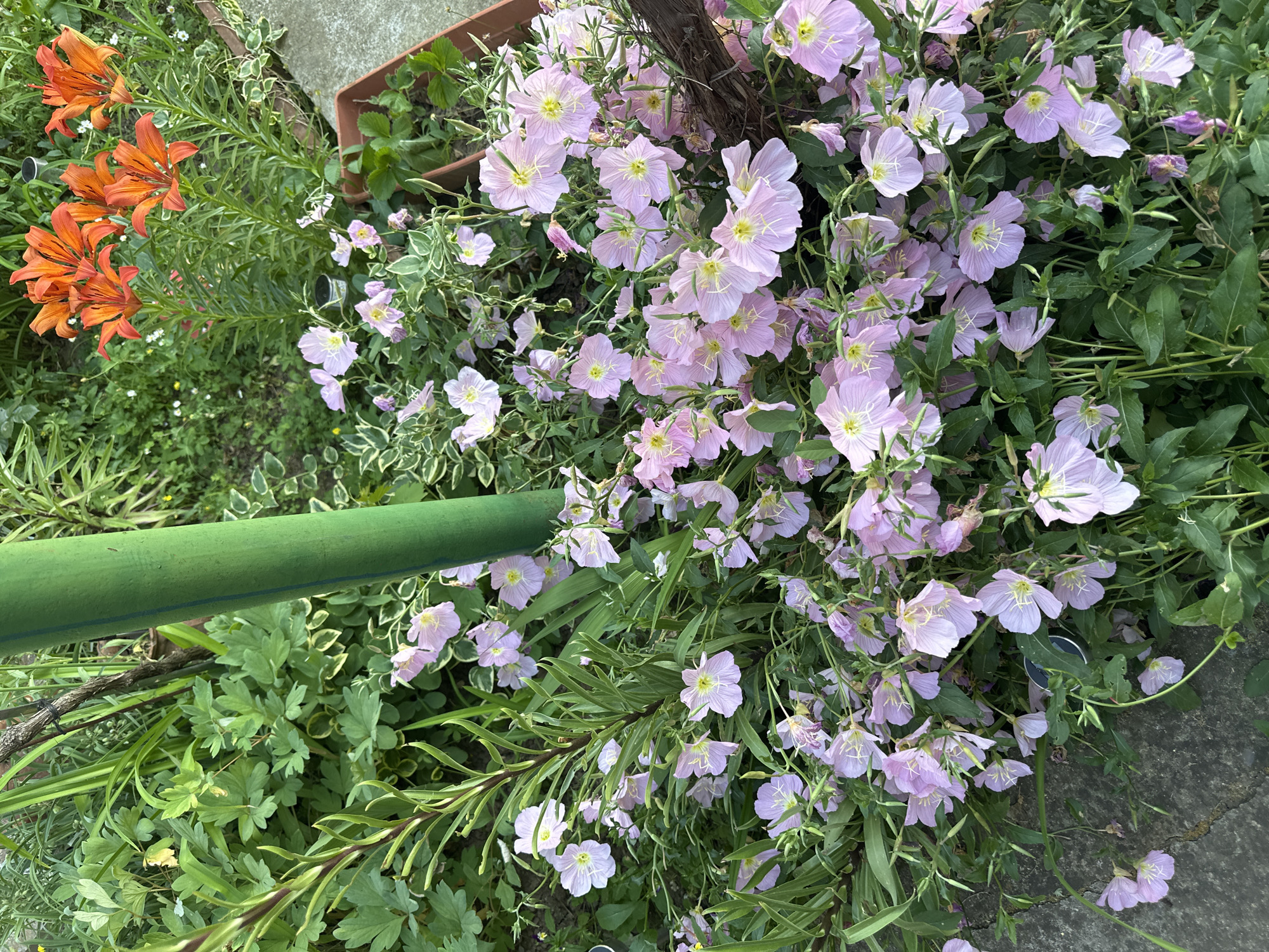 The image shows a garden in Lehchevo, Bulgaria. A cluster of light purple flowers dominates the center and right portion. To the left are orange tiger lilies. A green pole crosses the bottom left corner. The vegetation consists of various green plants, including some with variegated leaves. A small, brown pot sits in the background. A stone surface is visible in the upper right.