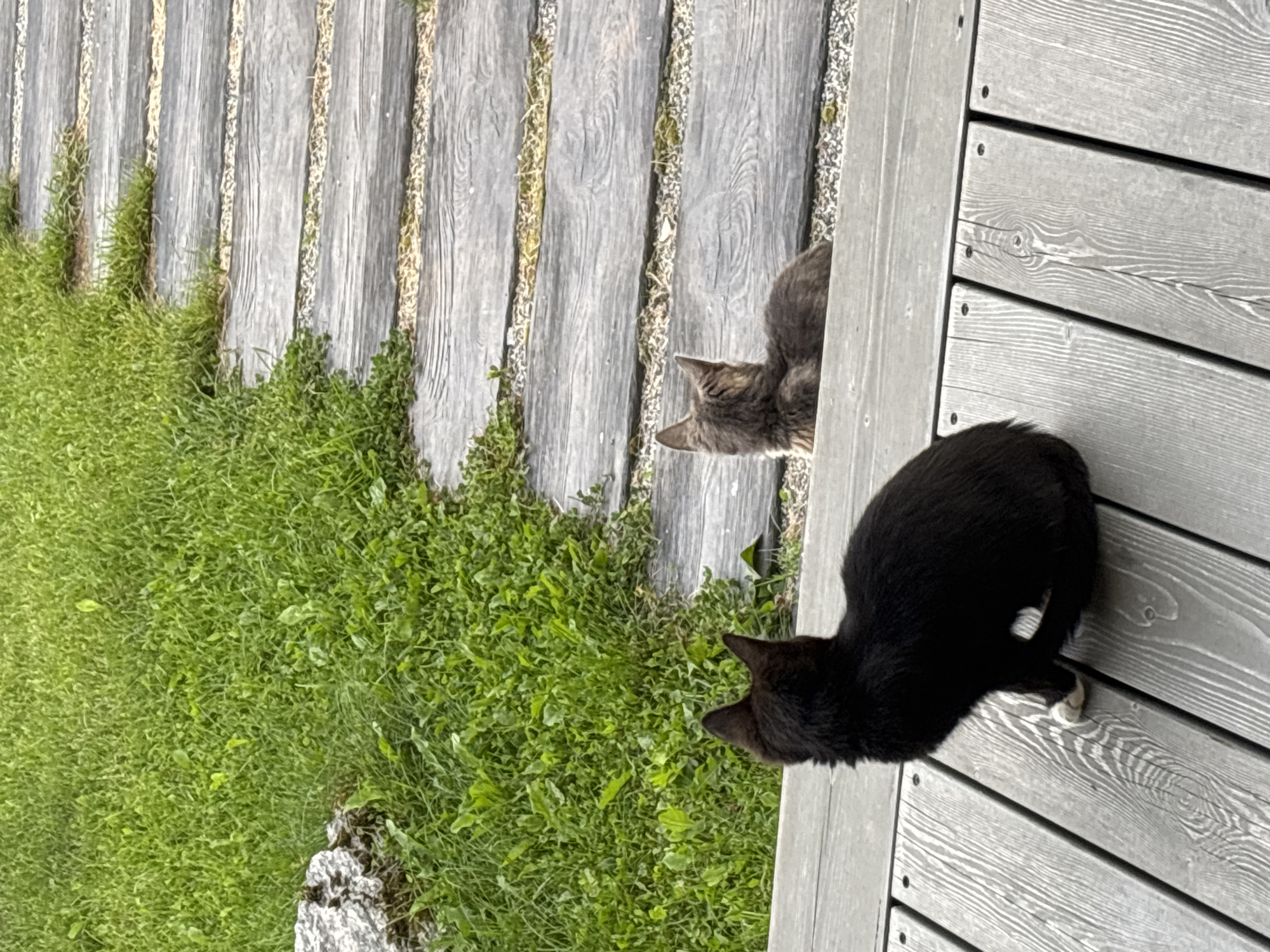 Two cats are on a wooden deck with a stone and grass path beside it. The cat in the foreground is black and facing away from the camera. The cat in the background is gray and facing away from the camera, looking down the path. The path is made of weathered wooden planks interspersed with small stones and bordered by lush green grass. The scene appears to be in Zvenigorod, Russia, possibly a backyard or garden area.