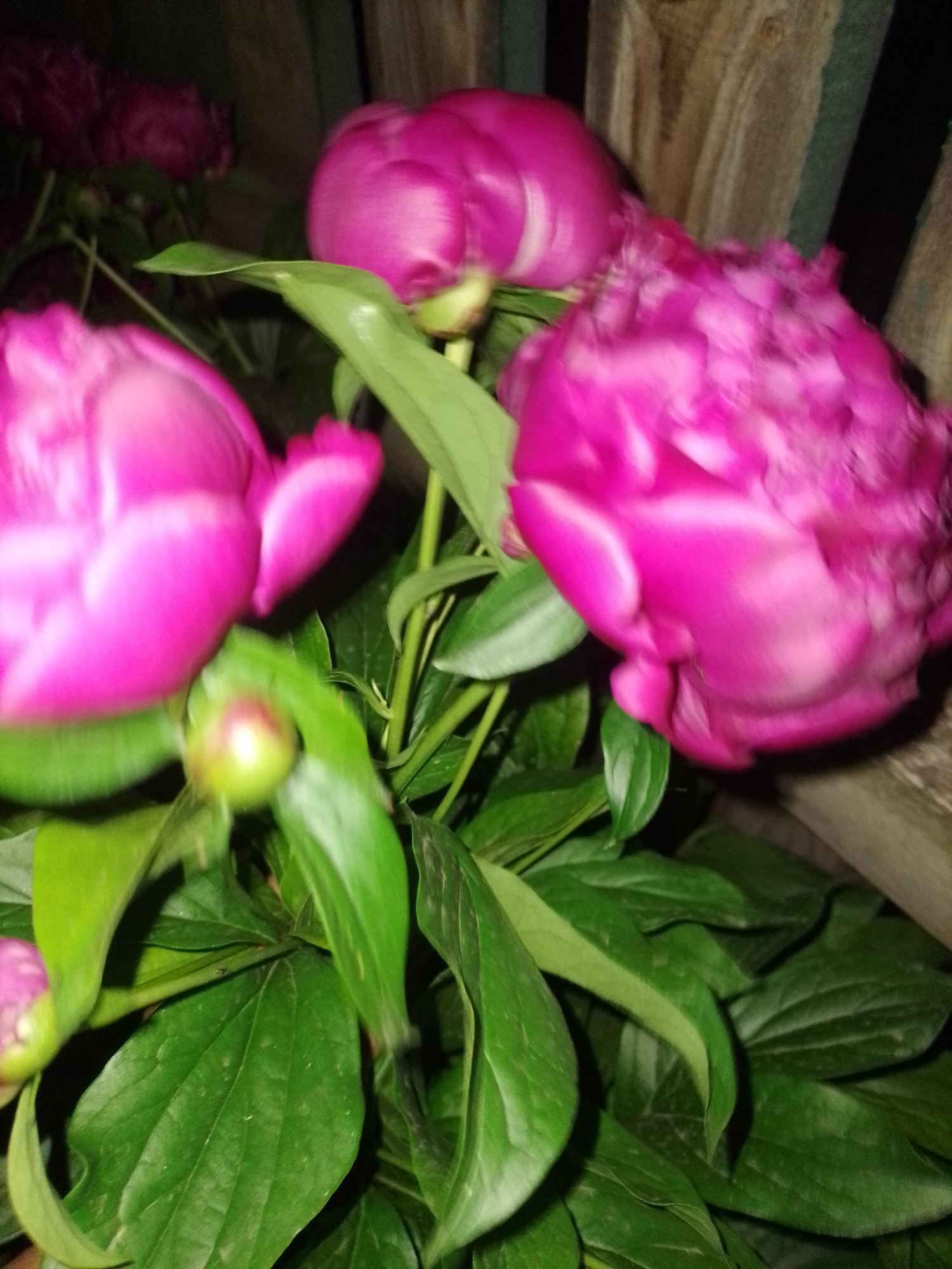 Multiple vibrant magenta flowers, consistent with peonies, are depicted in various stages of bloom against a dark, partially obscured background. The image is significantly affected by motion blur, particularly evident across the floral subjects.
In the foreground and mid-ground, three large, open or partially open, bright magenta flowers dominate the composition. The flower on the far left and the one on the right exhibit considerable blur, suggesting movement during capture. Their petals appear ruffled and layered. Interspersed among the flowers are numerous broad, dark green leaves, some showing visible veins and textured surfaces. A distinct, rounded flower bud, light green with a reddish-pink tip, is visible in the lower central-left area, nestled amongst the leaves.
The background on the upper right reveals vertical wooden planks, displaying light brown and greyish-green tones, consistent with a wooden fence or wall. The remainder of the background is dark and indistinct, indicating deep shadow or lack of illumination. No human or animal subjects are present. The scene is situated in the city of Ustyvytsia, Ukraine.
