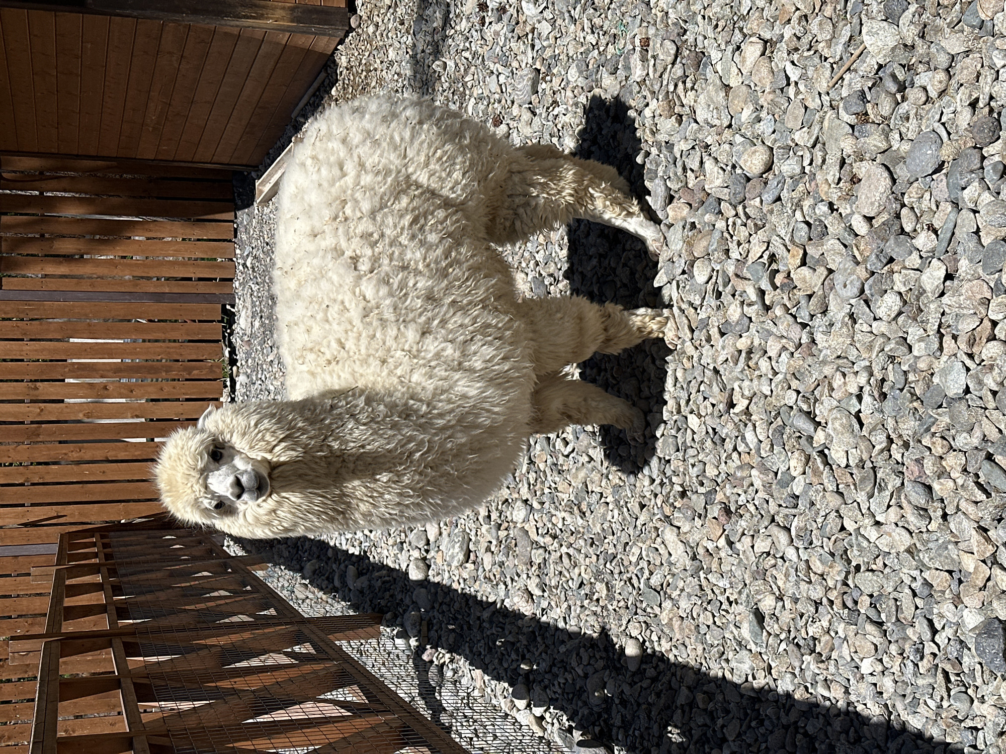 An adult alpaca with cream-colored wool stands in an outdoor enclosure. The enclosure is covered with a thick layer of grey, brown, and beige gravel. To the left and behind the alpaca, a wooden fence with horizontal slats and wire mesh detailing is visible. Behind the fence, more wooden structures are present, creating a partial enclosure. To the right of the alpaca, a wooden building with horizontal siding is situated. The alpaca is facing towards the camera, with its head held high. Its wool is dense and appears fluffy, particularly around its neck and head. The lighting suggests it is a sunny day, casting shadows on the gravel. There are no people or other animals visible in the frame. The overall environment appears to be an animal enclosure or a petting zoo.