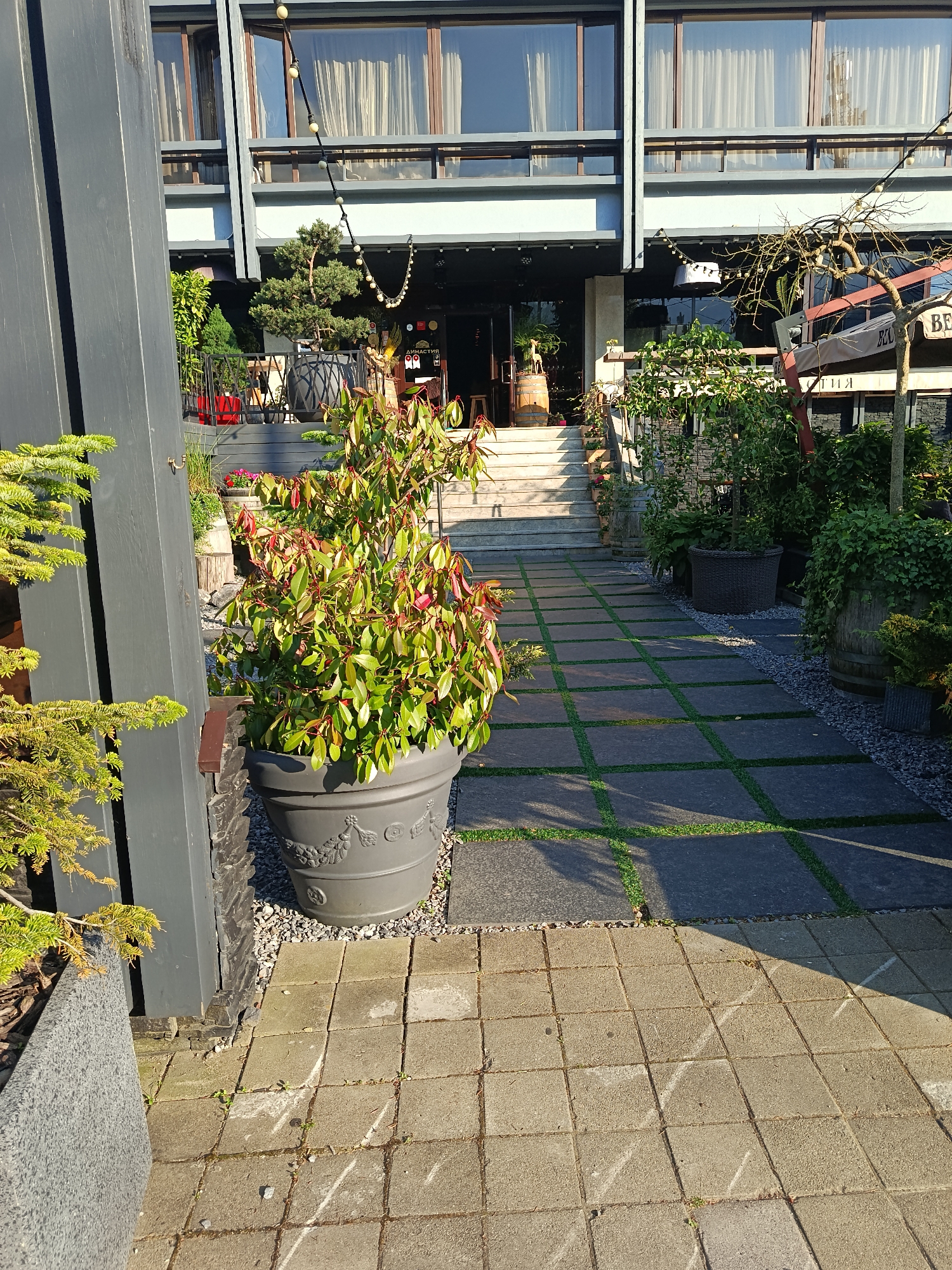 The image depicts the exterior of a building, likely a restaurant or cafe, situated in the city of Krasnaya Polyana, Russia. A pathway made of large, square dark grey tiles with artificial grass in between leads towards a set of concrete stairs ascending to the entrance. To the left of the pathway, a large dark grey planter holds a leafy green plant with red-tinged leaves. Further left, a dark grey wooden beam stands vertically, with a portion of a grey planter visible at the bottom. The building features large windows with sheer white curtains. String lights are suspended above the entrance area. In the background, various potted plants, including a bonsai tree and larger greenery, are visible, along with wooden barrels used for decorative purposes. Some signage is present above the entrance, one of which appears to have Cyrillic text. The scene is illuminated by natural daylight, casting shadows on the pathway.