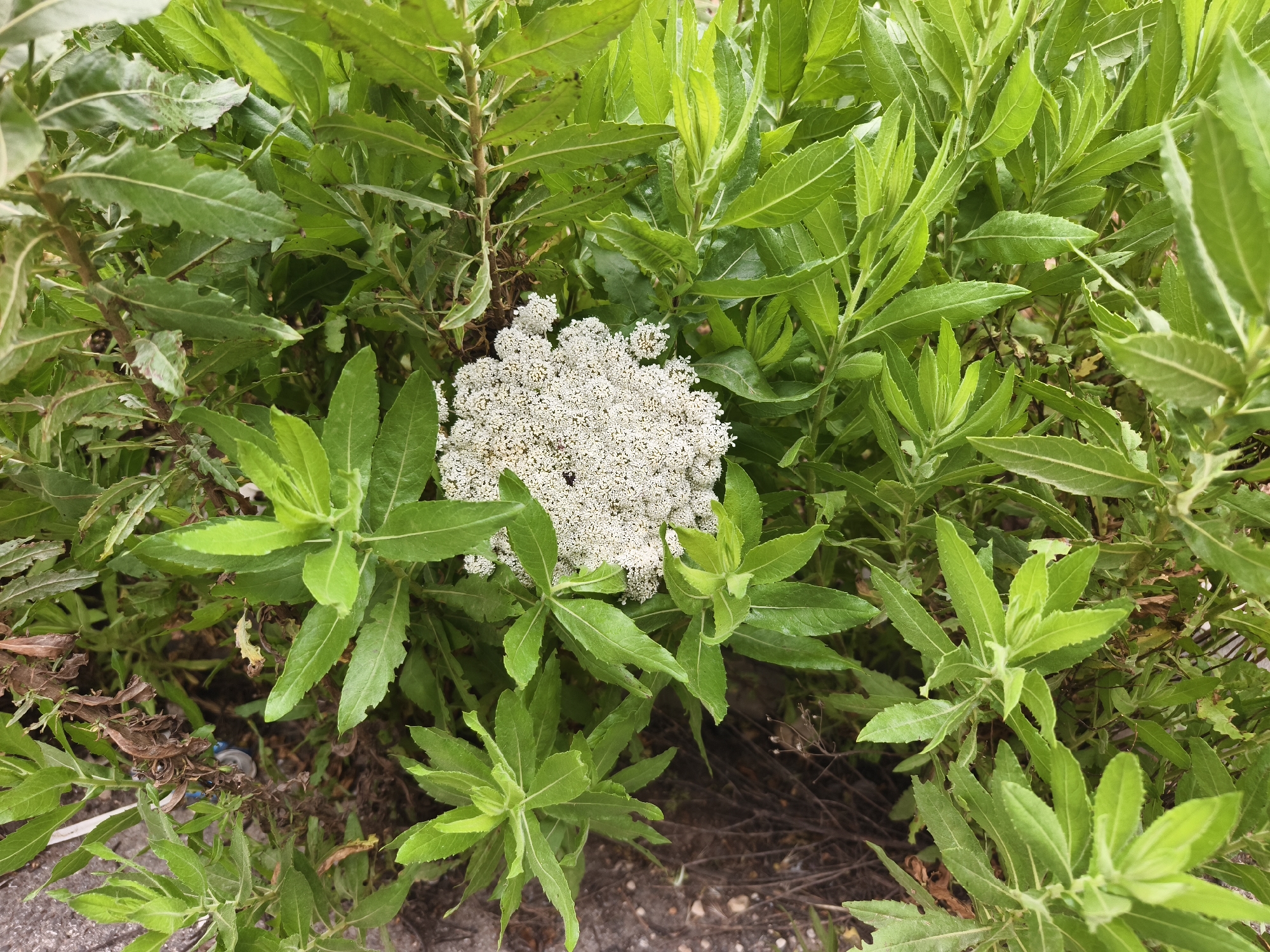 The image shows a dense cluster of green plants with a large, spherical, white flower head in the center. The leaves are elongated with serrated edges and a vibrant green color. The flower head is composed of numerous small, tightly packed white flowers. The plants appear to be growing in a natural setting, possibly a garden or roadside. The location is likely within the Jezreel Valley Regional Council, Israel, based on the prompt. The ground is partially visible and appears to be a mix of soil, dry leaves, and perhaps a paved surface. The overall impression is of a thriving, overgrown patch of vegetation.