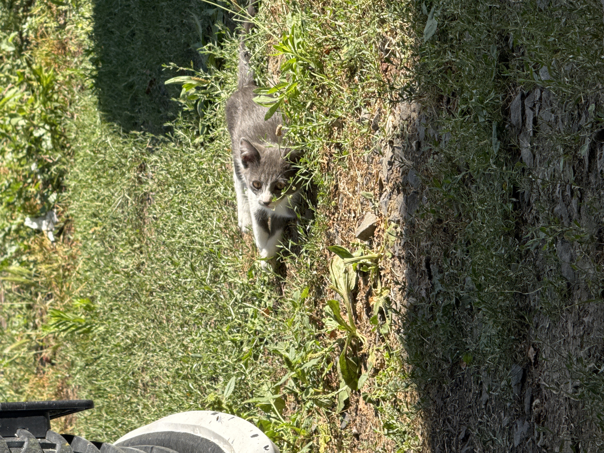 A grey and white kitten lies on its back in the grass. The kitten is in the middle of the frame, with its legs in the air and its head tilted back. The kitten's eyes are open and it appears to be looking at the camera. The kitten is lying on a patch of dry grass and dirt. In the background, there is more grass and some shadows from trees. To the left of the kitten, a portion of a white tire with black markings is visible, suggesting it is near a vehicle. The scene is outdoors in a grassy area, possibly a park or yard, in Tagarog, Russia.
