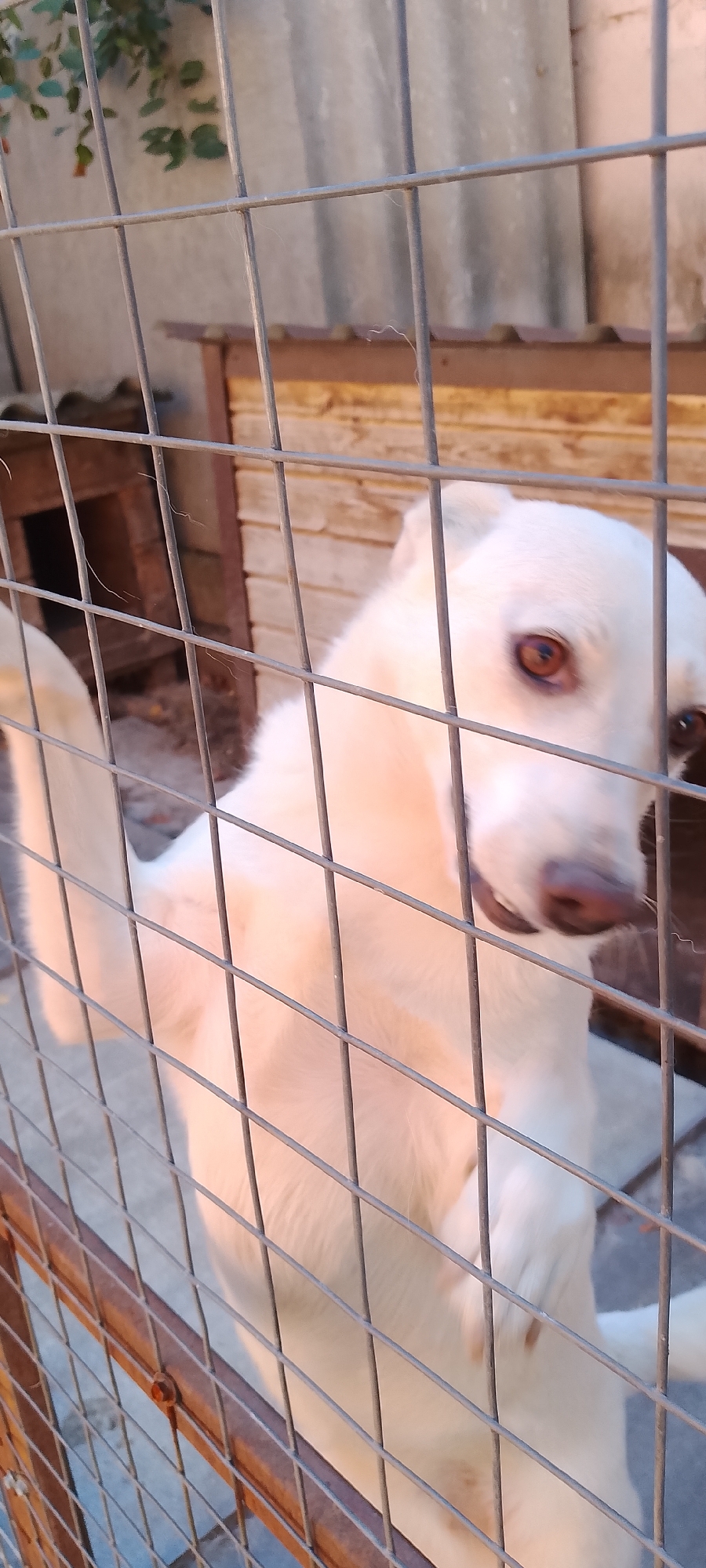 A light-colored dog, possibly a Shepherd breed, is behind a metal fence. The dog has brown eyes and is looking towards the camera. Its front paws are resting on the fence. The background shows a wooden structure, possibly a dog house, and a corrugated metal roof. The setting appears to be outdoors, with some foliage visible in the upper left corner. The image is taken in Belgorod, Russia.