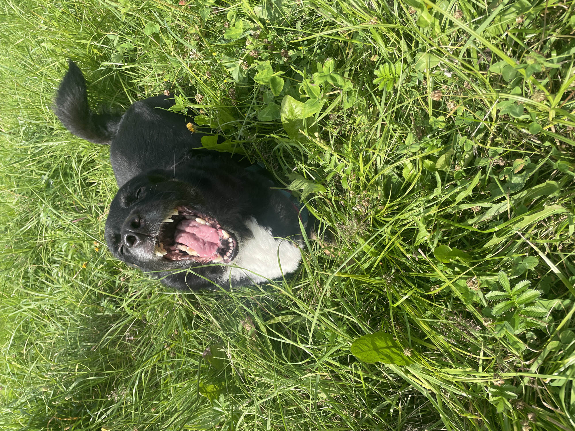 A black dog with a white chest is lying in tall green grass under bright sunlight. The dog's mouth is wide open, revealing its pink tongue and teeth. Its eyes are closed, and its tail is curved upwards. The grass is dense and varied, with some smaller plants and yellow flowers interspersed. The scene appears to be outdoors in a natural environment, possibly a park or meadow. There is no indication of the city of Krasnogorsk, Russia.