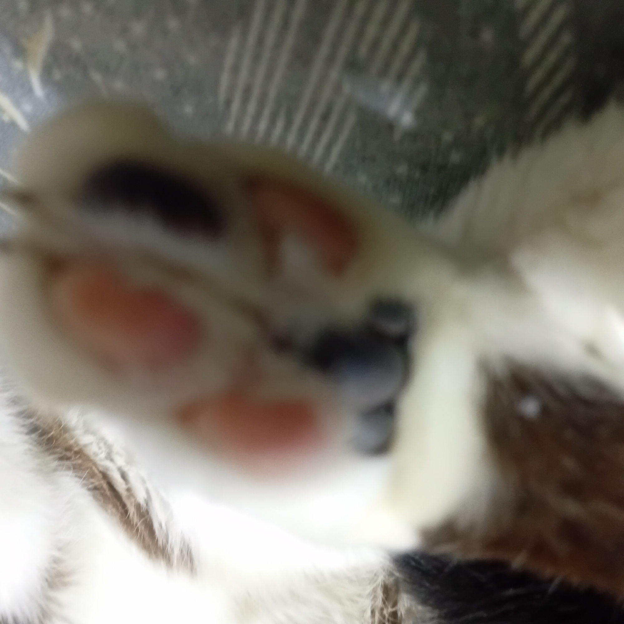 A blurry close-up image shows a cat's paw. The paw has white fur with pink paw pads and black claws. The background includes a textured surface with vertical lines, and a mixture of white, brown, and black fur. The location is unknown.