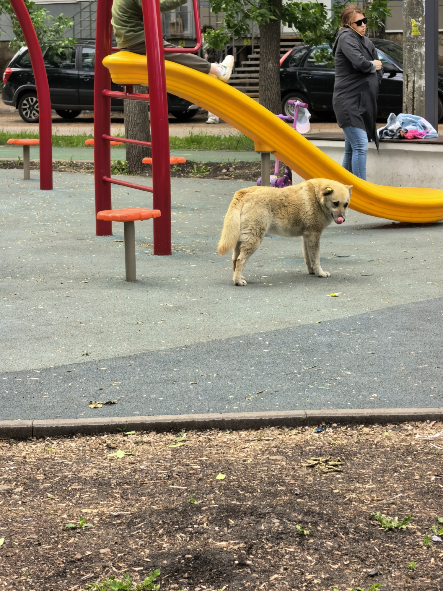 A medium-sized, tan-colored dog with a yellow tag on its left ear stands on a playground surface, its tongue protruding slightly. The playground is located in Sterlitamak, Russia. A red climbing structure with orange steps and a yellow slide is in the background, with a child visible at the top of the slide. A woman in sunglasses, a gray coat, and blue jeans is standing near the slide, seemingly occupied with something out of frame. A black car is parked in the background, partially obscured by trees. The ground in the foreground is a mixture of playground surfacing and mulch. The setting is urban, suggesting a park or recreational area within Sterlitamak.