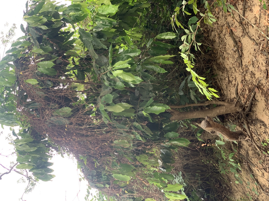 The image shows a dense thicket of green foliage, dominated by large leaves. The foliage is so thick that it obscures the background, revealing only a patch of dry, brown earth to the right. Vines and branches are intertwined throughout the foliage, creating a tangled, interwoven mass. The image was taken in Egbeda, Nigeria, at the coordinates 7.119 latitude and 5.362 longitude. No people or other subjects are present in the image.