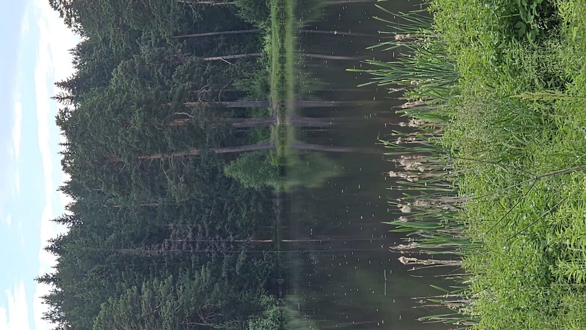 The image depicts a serene natural scene featuring a lake bordered by a dense forest. The lake's surface is dark and still, reflecting the surrounding trees and the sky. Along the near edge of the water, reeds and other vegetation grow, with some reeds already showing seed heads. The background is dominated by a thick forest of tall pine trees, their dark green needles creating a textured wall. The sky above is partly cloudy with patches of blue. This landscape is located in the city of Revda, Russia, a common feature of the region's natural environment. No people or animals are visible in the image.