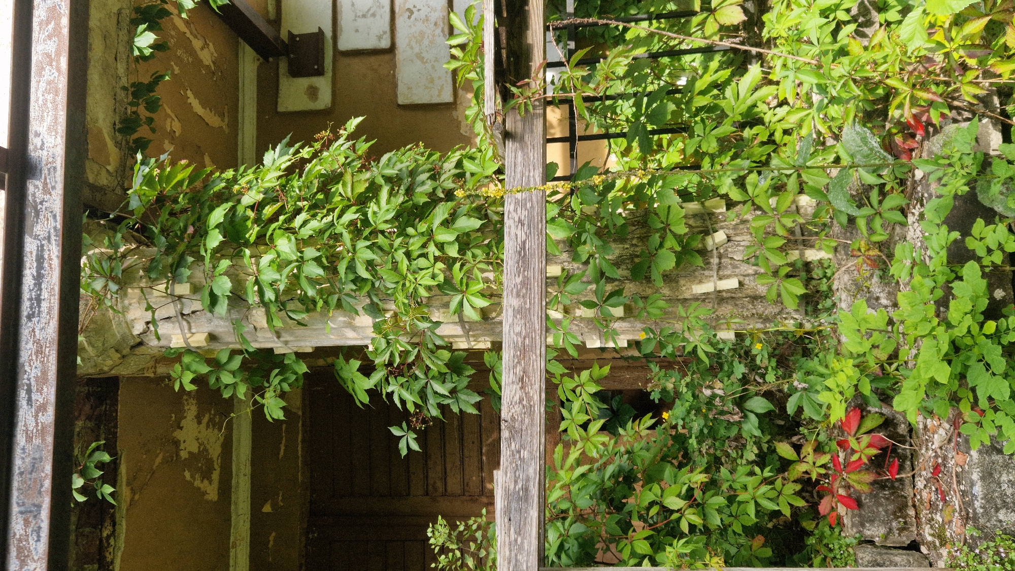 The image captures a close-up of an overgrown, weathered wooden structure in Kazdanga, Latvia, likely an abandoned building or an old shed, with a thick vine of Virginia creeper (Parthenocissus quinquefolia) covering a rough-barked tree trunk that serves as a central support. The vine's green leaves dominate the scene, with some leaves showing hints of red, suggesting early autumn. Yellow flowers are visible on a stalk trailing down the trunk. The structure appears to be a porch or veranda, with a heavy, distressed wooden beam running horizontally in the foreground, supported by the vine-covered tree trunk. Behind the foliage, sections of a textured, pale yellow wall and a dark wooden door are partially visible. The ground is littered with debris, including stones and fallen leaves. The overall impression is one of nature reclaiming a man-made structure, creating a scene of decay and verdant growth.