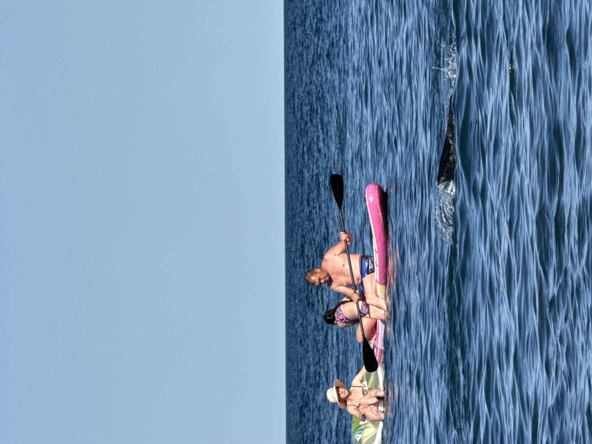 In the Black Sea off the coast of Partenit, Ukraine, two paddleboards are present. On the leftmost paddleboard, a woman wearing a straw hat and a bikini sits. To her right, on a pink paddleboard, a man wearing blue swim trunks is seated and holding a paddle, while a girl in a bikini sits between him and the woman on the inflatable. In the foreground to the right, a dark fin, likely belonging to a dolphin or porpoise, breaks the surface of the water, creating a small splash. The sky is clear and blue, and the water is calm with moderate waves.