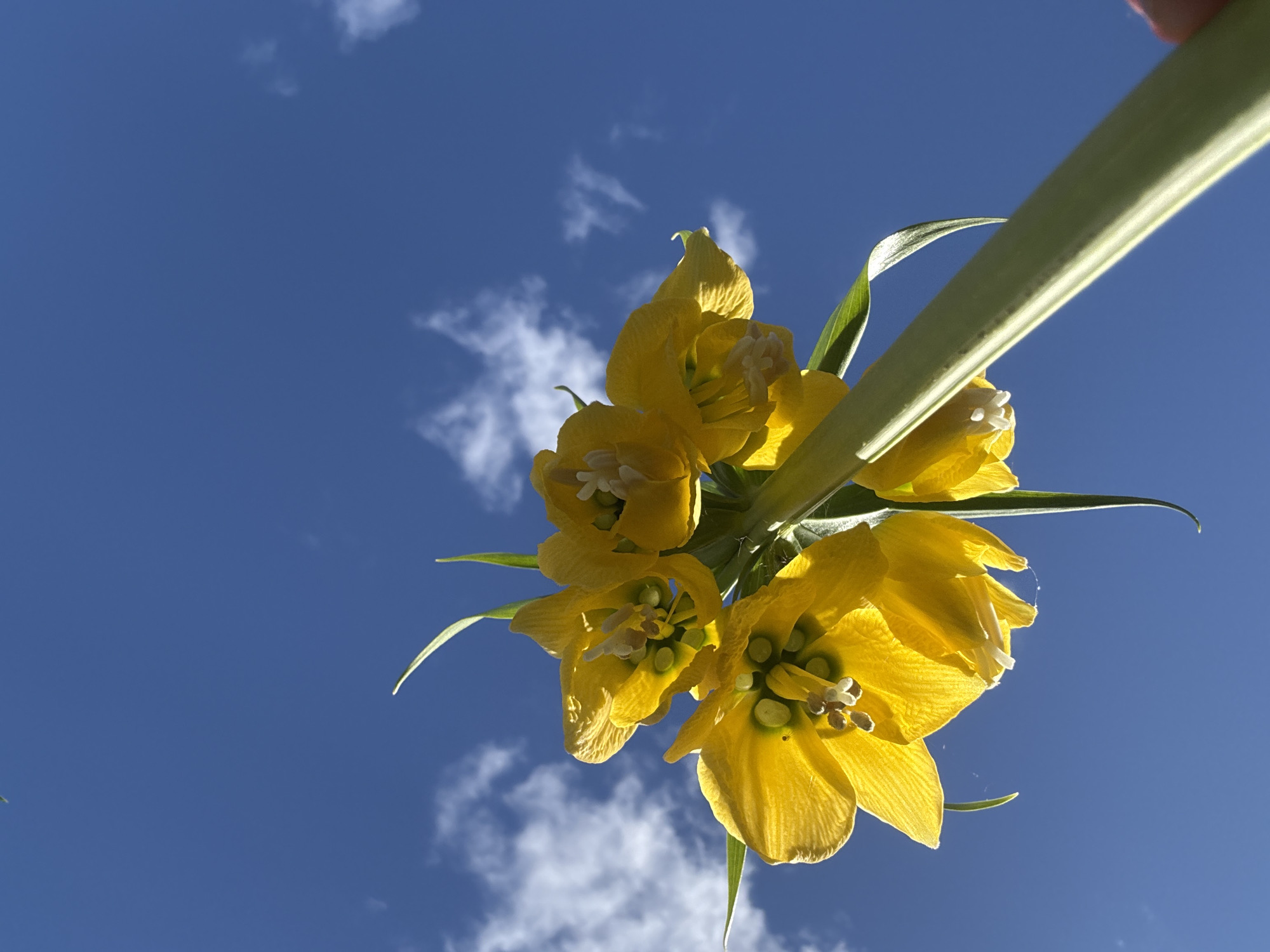 A low-angle shot reveals a cluster of yellow flowers with green stems set against a bright blue sky dotted with small white clouds. The perspective emphasizes the upward angle, making the flowers appear to be reaching towards the sky. No people are visible in the image. The specific location in the city of Liukshud'ya, Russia is not identifiable from the provided image.