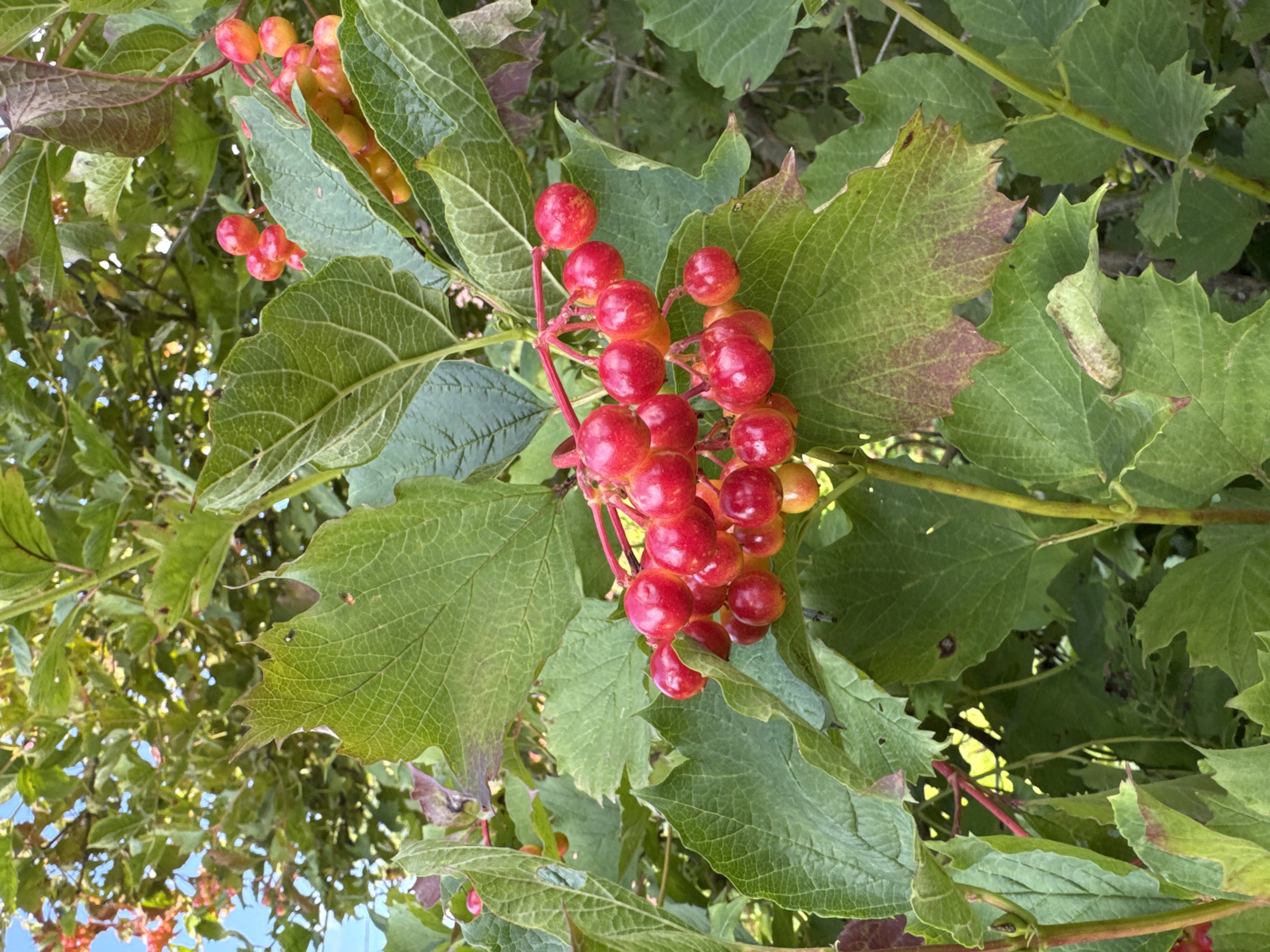 A close-up, eye-level outdoor shot shows a cluster of bright red berries with some yellow tinges, hanging from a branch with large, green, serrated leaves. The berries are round and glossy, and they are clustered tightly together. The leaves are vibrant green, with some showing signs of browning or reddish discoloration along the edges. The background is a blur of more green foliage and hints of blue sky, suggesting a natural, possibly wild, setting. The image was taken in Pupyshevo, Russia.