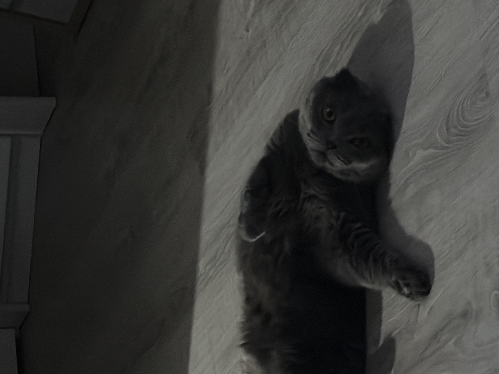 A gray cat with yellow eyes lies on its back on a gray, wood-grain floor. The cat is positioned on the right side of the image, with its body angled towards the viewer. Its paws are extended, and its head is turned to face the camera. The background includes a dark wall on the left side of the image. The image appears to be taken indoors. There is no evidence of it being in the city of Saint Petersburg, Russia.