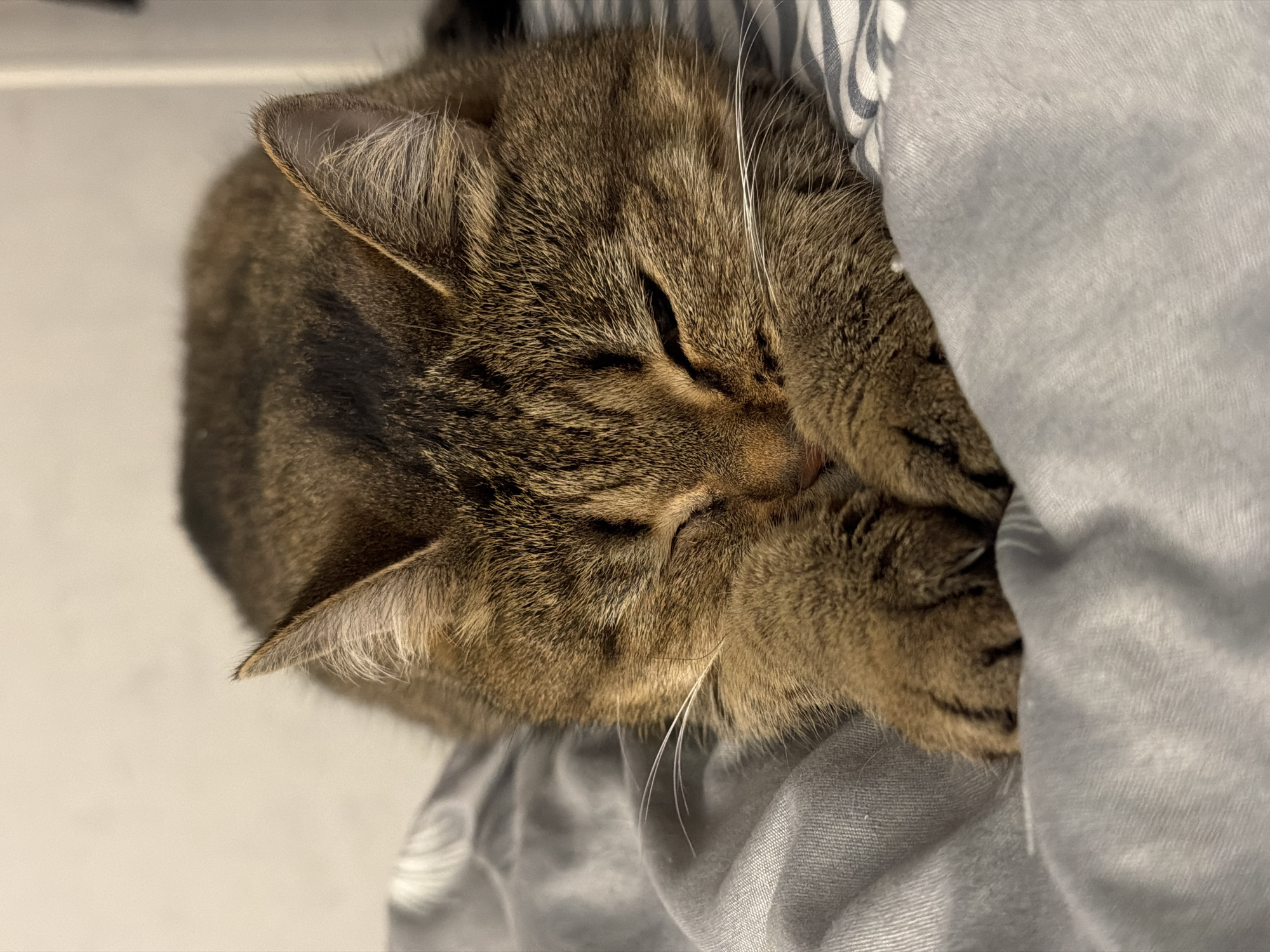 A domestic tabby cat is captured in a close-up, high-angle shot, deeply asleep indoors in Chaikovsky, Russia. The cat's fur displays a characteristic pattern of brown and black stripes, with lighter, warm tones around its muzzle and ears, and prominent white whiskers extending from its face. Its eyes are closed, indicating a state of peaceful slumber. The cat's head is gently tucked into its front paws, which are curled under its chin, partially obscuring its face and contributing to its relaxed posture.
A soft, light grey blanket or fabric covers part of the cat's body and is also seen beside its head, with subtle white and blue stripes visible on a small portion of the fabric near the top. The background is a soft, light-colored surface, possibly a wall or floor, creating a simple and uncluttered environment. The overall scene evokes feelings of comfort, serenity, and contentment, as the cat appears to be in a very secure and quiet rest. The lighting is gentle and indirect, typical of an indoor setting during a tranquil time, perhaps night or early morning. There is no visible text in the image.