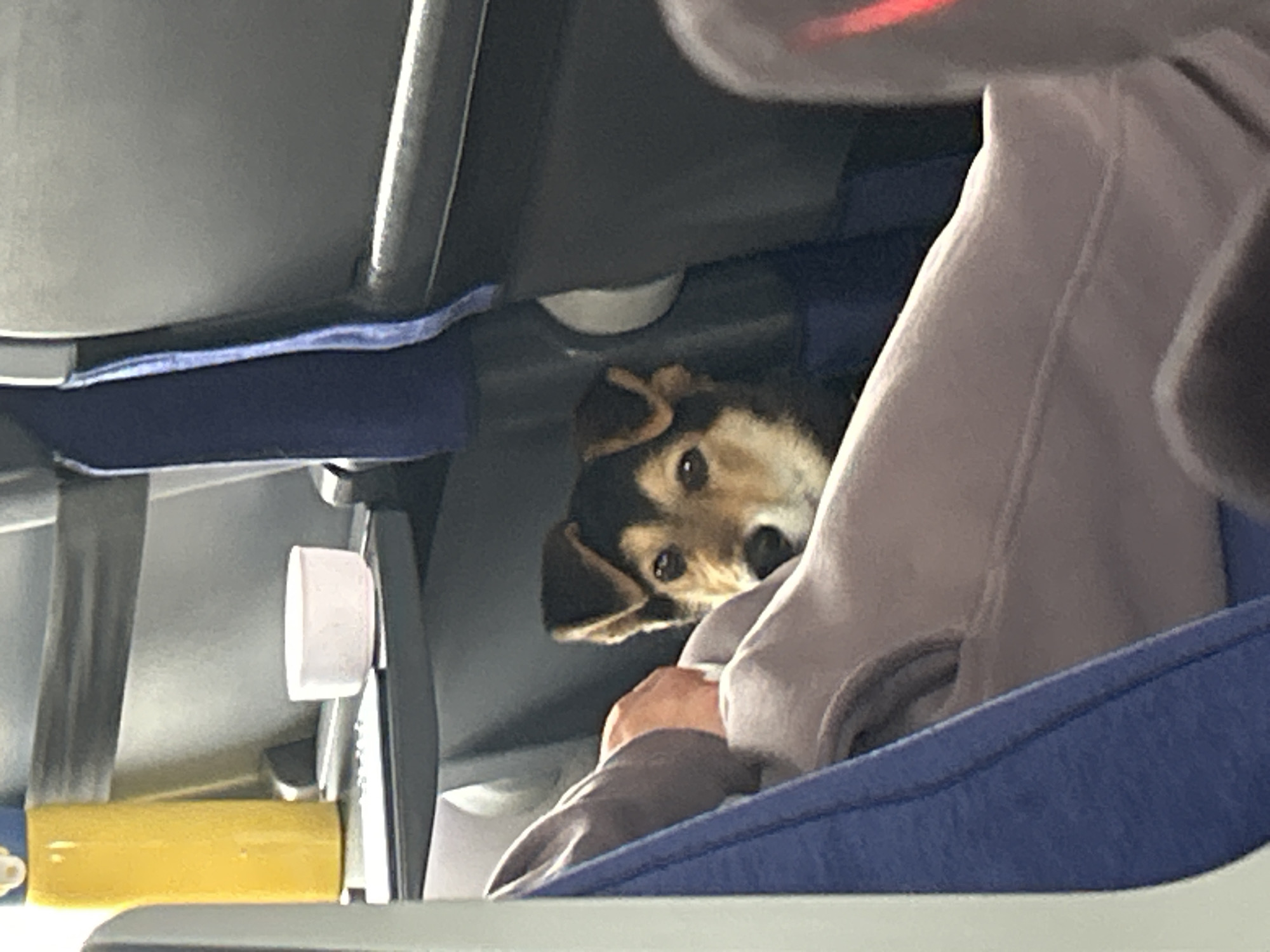 A medium shot depicts a brown, black, and tan dog peering out from beneath an airplane seat. The dog's face is visible, with its ears flopped down and eyes looking directly at the camera. Part of a person is visible, seated beside the dog. The person is wearing gray pants. A blue airplane seat surrounds them. A yellow object and seat features are faintly visible on the other side of the seat.