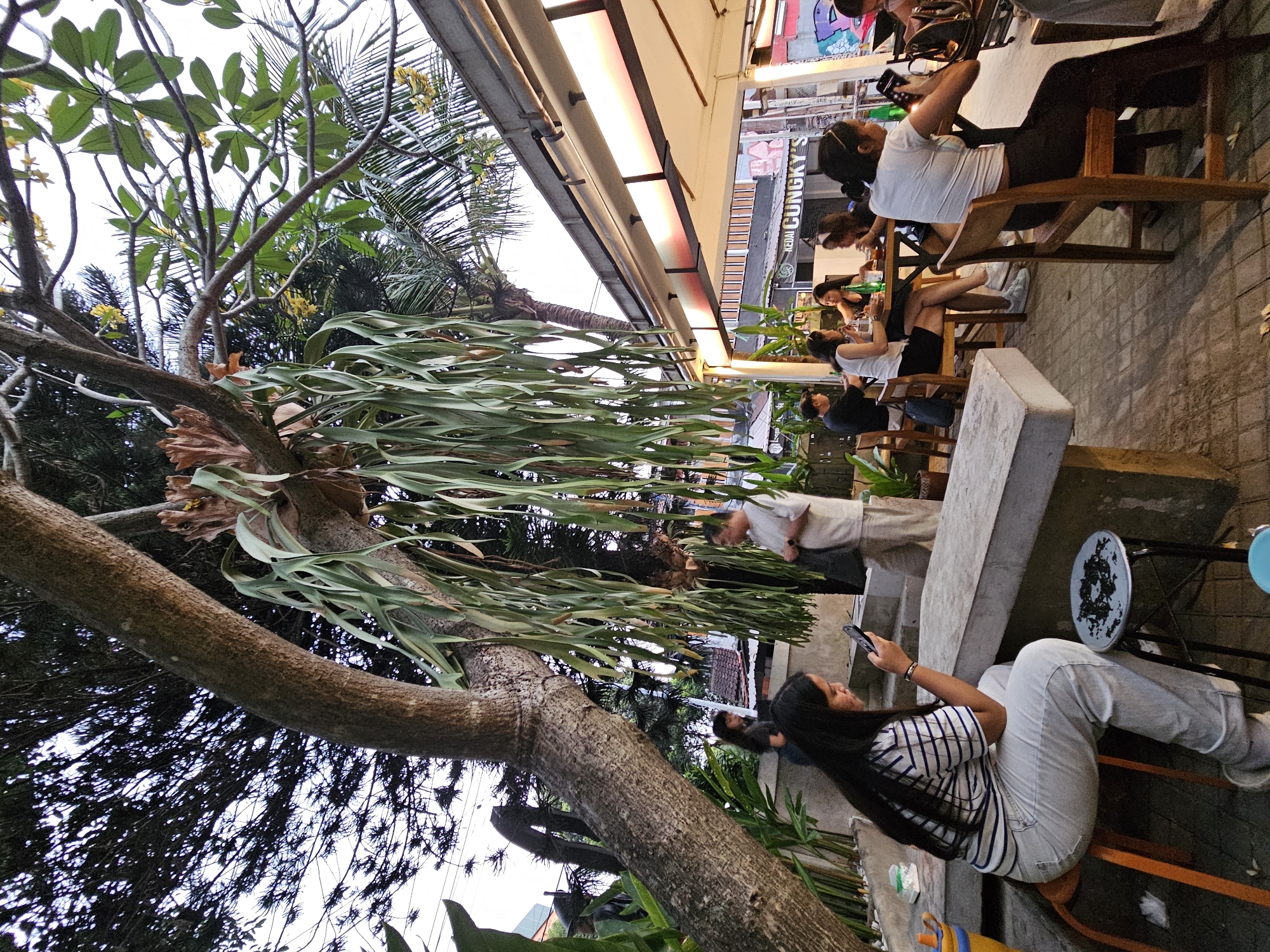 In Yogyakarta, Indonesia, this image captures an outdoor dining scene at a cafe with an overhanging roof. A large tree dominates the foreground, its branches adorned with ferns. Several people are seated at tables, engaged in conversations and enjoying their meals. One woman in the foreground is focused on her phone while sitting on a stool. The atmosphere appears relaxed and casual, with the natural elements of the tree and plants blending harmoniously with the man-made structure of the cafe.