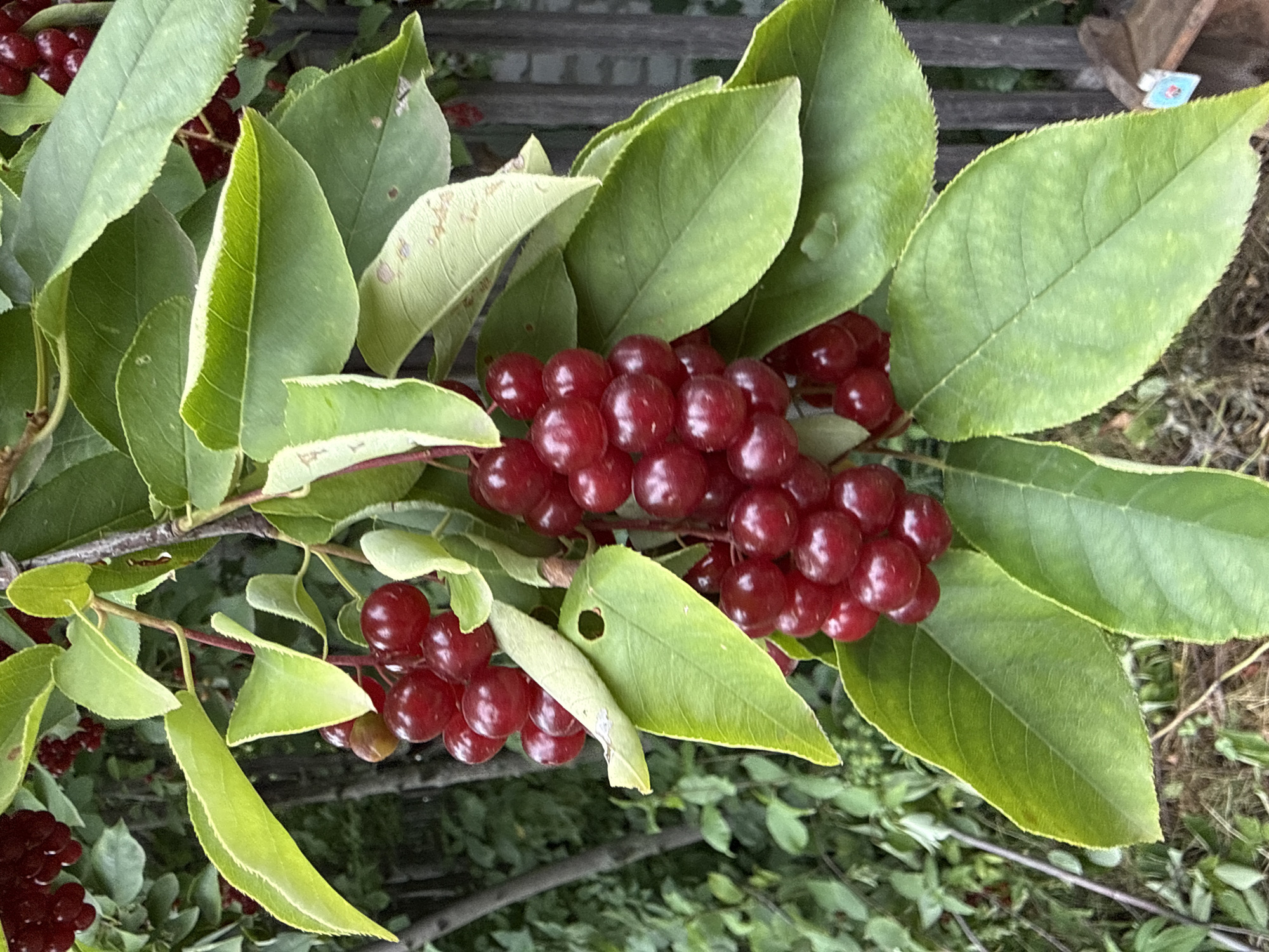 A close-up, eye-level shot captures a cluster of ripe, deep red berries hanging from a branch. The berries are small, round, and glossy, appearing in dense bunches. They are surrounded by vibrant green leaves, some of which show slight signs of browning or damage, and a few have small holes. A weathered wooden fence and greenery are visible in the blurred background, suggesting an outdoor setting, possibly a garden or park. The lighting is natural, casting soft shadows.