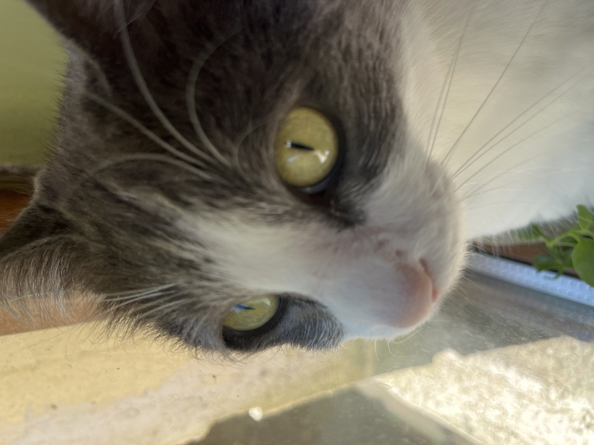 A close-up, shallow depth of field shot captures the face of a grey and white cat looking to the left. The cat's yellow-green eyes are prominently featured, with vertical pupils reflecting light. Its pink nose and white whiskers are visible. The background is blurred, showing a light-colored, textured surface, possibly a window with condensation or grime. The lighting suggests it is daytime, with sunlight casting a warm glow. The overall setting appears to be indoors near a window, with a hint of green foliage in the lower right corner. The image does not contain any discernible elements that would allow for a specific location within Ureki, Georgia.