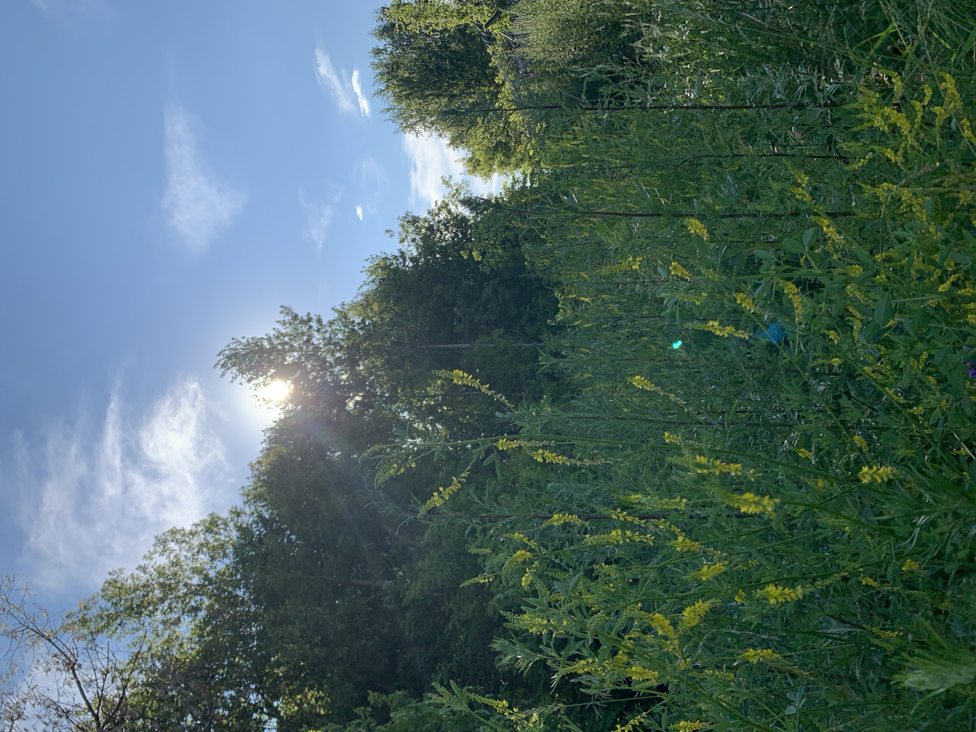 This media file depicts a natural scene with a focus on vegetation under a bright sky. The primary subjects are tall green trees and abundant, bushy plants, many of which are adorned with small yellow flowers. These plants are densely packed, creating a lush green backdrop with accents of yellow.
The setting appears to be outdoors, likely in a natural or semi-natural environment like a park, garden, or roadside. The bright sunlight suggests it is daytime, with the sun peeking through the trees and casting light on the foliage. The presence of thin, wispy clouds in a clear blue sky indicates fair weather.
Notable details include the sun's glare, which creates a bright spot in the upper left portion of the image, and subtle lens flares visible on some of the plants. The orientation of the image is vertical, giving a sense of looking up into the canopy and the sky. The overall mood is serene and natural, evoking a sense of a warm, sunny day in a verdant location.
There is no visible text in the image. Given the location context of Pavlovo, Russia, it's plausible this scene was captured there during the warmer months.
