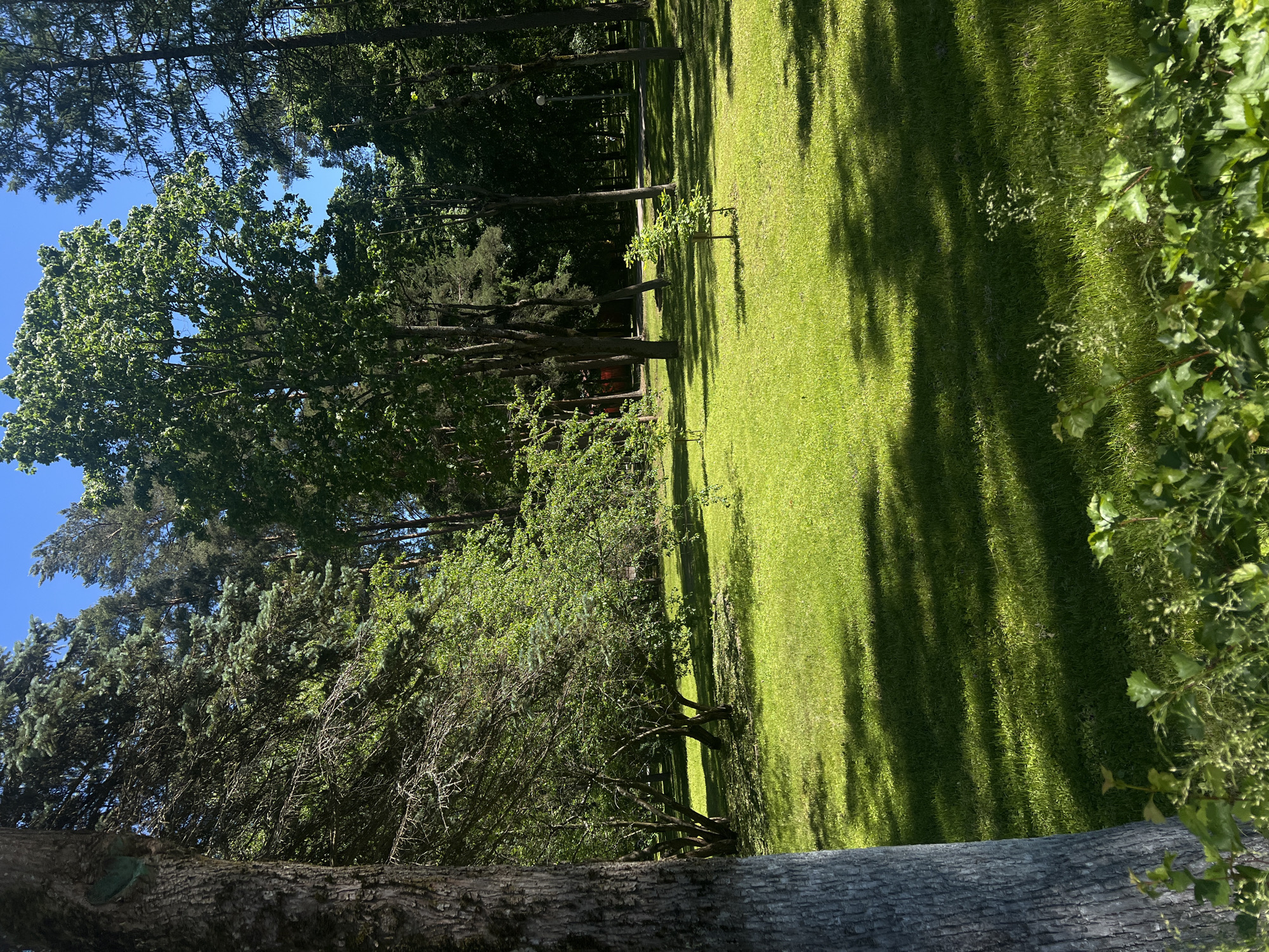 The image depicts a park scene in Zelenogorsk, Russia, characterized by lush green grass and a variety of trees under a clear blue sky. In the foreground, the rough bark of a large tree trunk, partially painted white, is visible on the left. Beyond this tree, a well-maintained lawn stretches into the middle ground, dappled with sunlight and shadows cast by the surrounding foliage. A cluster of smaller trees with green leaves is situated in the mid-left of the frame. Further back, larger trees, including conifers and deciduous varieties, create a dense treeline. In the background, faint structures, possibly buildings or pathways, are discernible through the trees. The environment appears peaceful and natural, suggesting a park or recreational area. There are no people or animals visible in the image.