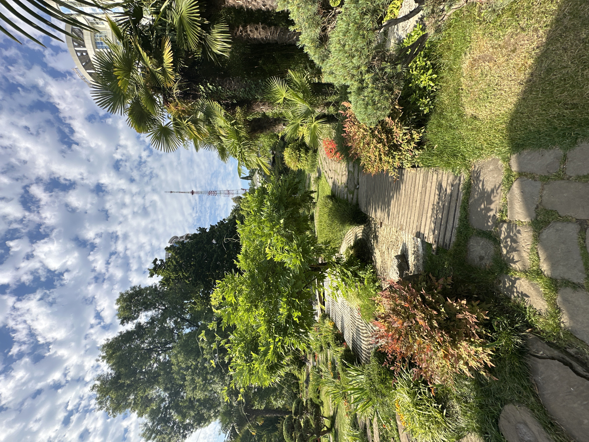 This is a vertical, eye-level, full shot of a well-maintained, lush green botanical garden with a path winding through it. The path starts with large, irregular stone pavers interspersed with grass in the foreground, then transitions into a wooden walkway that continues into the distance. The garden features a variety of plants, including palm trees, manicured bushes with red and green foliage, and leafy trees. In the background, a tall communication tower is visible against a bright blue sky dotted with white, wispy clouds. To the right, a modern, rounded building with balconies peeks out from behind the palm trees. The scene appears to be a serene and well-kept public space, likely a tourist attraction or a park. The lighting suggests it is daytime, with sunlight casting shadows across the path and grass. This garden is likely located in the city of Sochi, Russia, given the presence of sub-tropical vegetation and the distinct communication tower, a known landmark in Sochi.