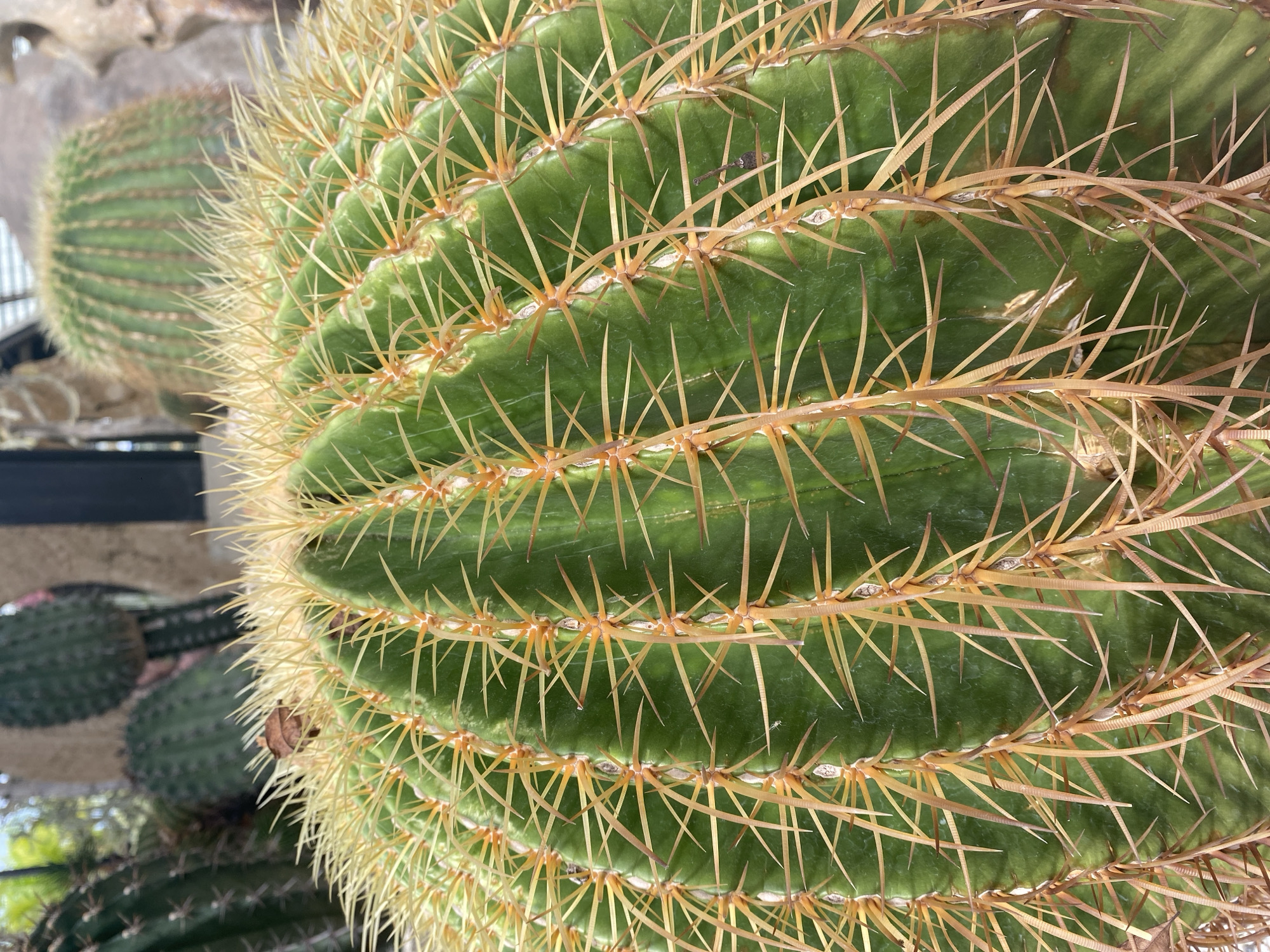 The image showcases a close-up view of a large, green barrel cactus with prominent, yellowish-brown spines. The cactus is orb-shaped, with distinct ribs running vertically along its surface. The spines are sharp and numerous, radiating outwards from the areoles.
In the background, another, smaller barrel cactus is visible, slightly out of focus. It also exhibits the characteristic ribbed structure and spines. Further back, hints of other greenery and what appears to be a fence or railing can be seen, suggesting an outdoor setting. The lighting suggests it is daytime, with natural light illuminating the scene. The overall impression is one of a thriving desert or succulent garden. No people, text, or specific events are depicted. The location context suggests this is likely in Tambon Na Chom Thian, Thailand, which is known for its tropical climate, making the presence of a cactus somewhat notable but not impossible in a cultivated setting.