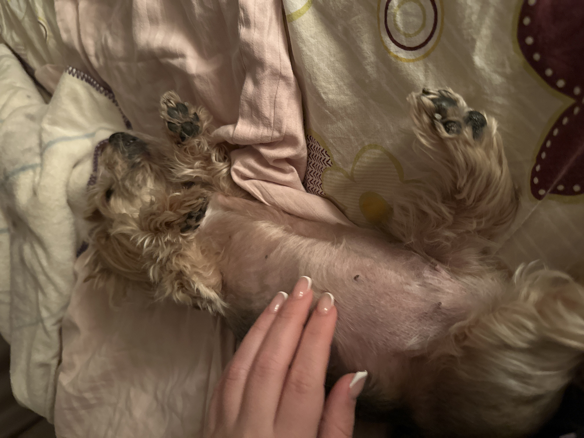 The image depicts a small, light-brown dog lying on its back on a bed covered with patterned bedding and what appears to be a pink shirt. The dog's paws are in the air, and a human hand is touching its stomach. The location is indiscernible, so Sofia, Bulgaria, cannot be confirmed based on the image's content.