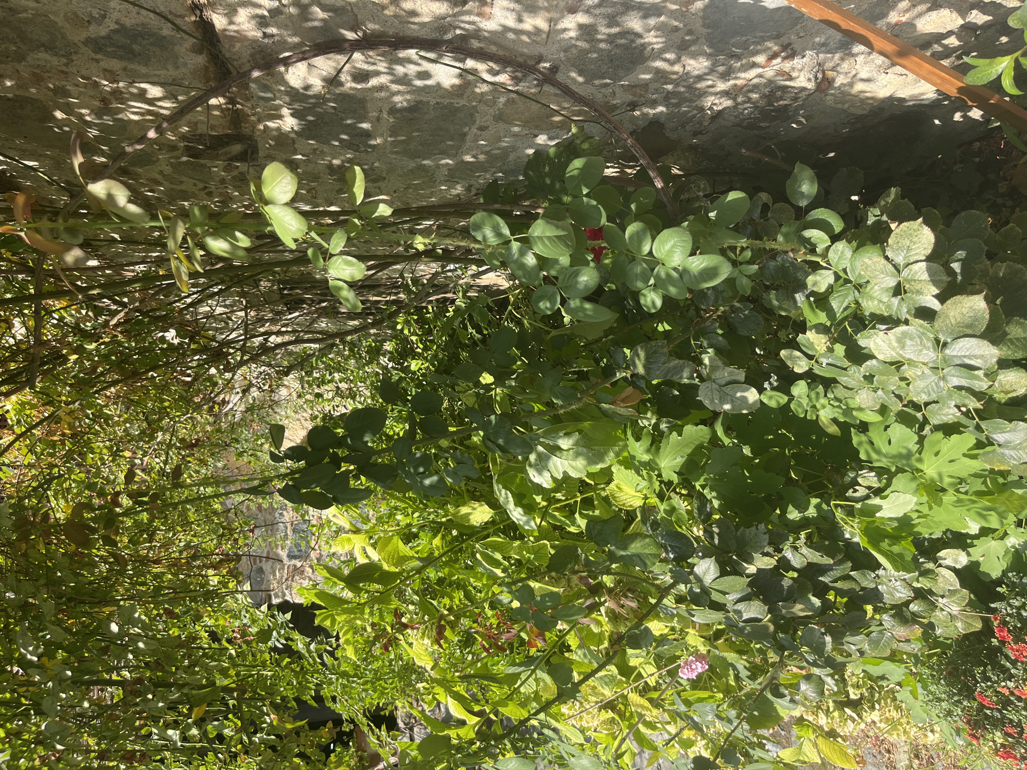 The image captures a sun-dappled stone wall in the historic village of Kalopanagiotis, Cyprus, entwined with lush green foliage and flowering plants. Dominating the foreground is a dense collection of rose bushes, their leaves varying in shades of green, some appearing slightly dusty or weathered, suggesting an outdoor setting. A few delicate pink rose blossoms are visible, adding a touch of color to the verdant scene. The branches of the rose plants are trained along the rough-hewn stone wall, which exhibits the texture and irregular shapes characteristic of traditional Cypriot architecture. Sunlight filters through the leaves, casting dappled shadows on the wall and the plants, creating a dynamic play of light and shade. In the background, glimpses of more vegetation and possibly other stone structures can be discerned, hinting at the rustic charm of the village. The overall impression is one of a vibrant, overgrown garden against a backdrop of ancient stonework, bathed in the warm light of a sunny day.