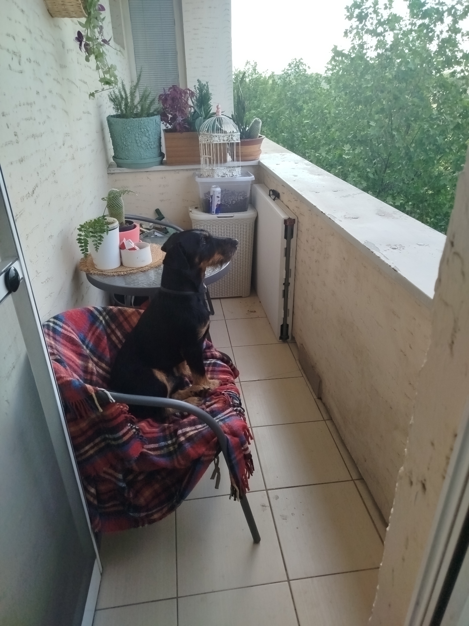 A medium shot depicts a Jagdterrier dog sitting on a chair draped with a red, blue, and black plaid blanket on a balcony. The dog is predominantly black with brown highlights on its legs and muzzle, looking towards the upper right of the image. The balcony is furnished with a small round table holding potted plants, a white plastic storage unit, and a folding table collapsed against the balcony wall. Various potted plants are arranged along the top of the balcony wall, which has a weathered, painted surface. The floor is covered with square tiles. In the background, lush green trees fill the view beyond the balcony. The scene is situated in the Vracar Urban Municipality, Serbia.