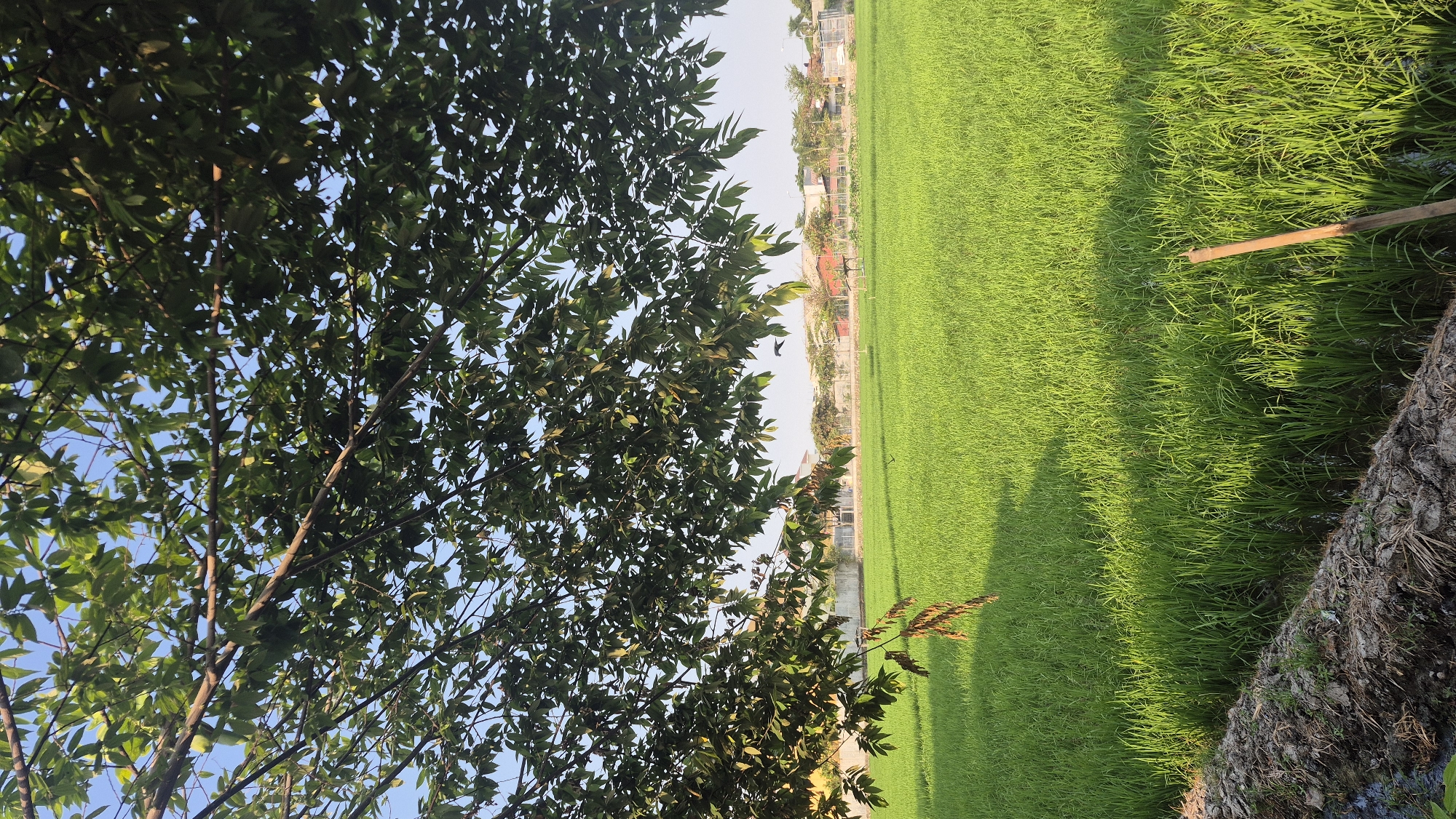 This image depicts a bright, sunlit agricultural scene, likely a rice paddy, in Bojonegoro, Indonesia. The foreground is dominated by a lush, vibrant green field of young rice plants, casting long shadows from an unseen light source, indicating it is either early morning or late afternoon. A section of muddy, tilled soil with some dried vegetation is visible at the bottom left, suggesting the edge of the cultivated area. A rough wooden stake stands vertically in the paddy on the right side.
Overhead, a dense canopy of green leaves from a large tree partially obscures the sky, creating a dappled effect of light and shadow on the field. Through gaps in the foliage, a clear blue sky is visible. In the background, beyond the rice field, a low-lying residential or commercial area is discernible, featuring buildings with light-colored roofs and walls, separated by a fence or wall. The overall impression is one of rural tranquility and agricultural productivity under a clear sky. There are no people or animals directly visible in the frame, though a dark silhouette that appears to be a bird is captured mid-flight over the field in the mid-ground.