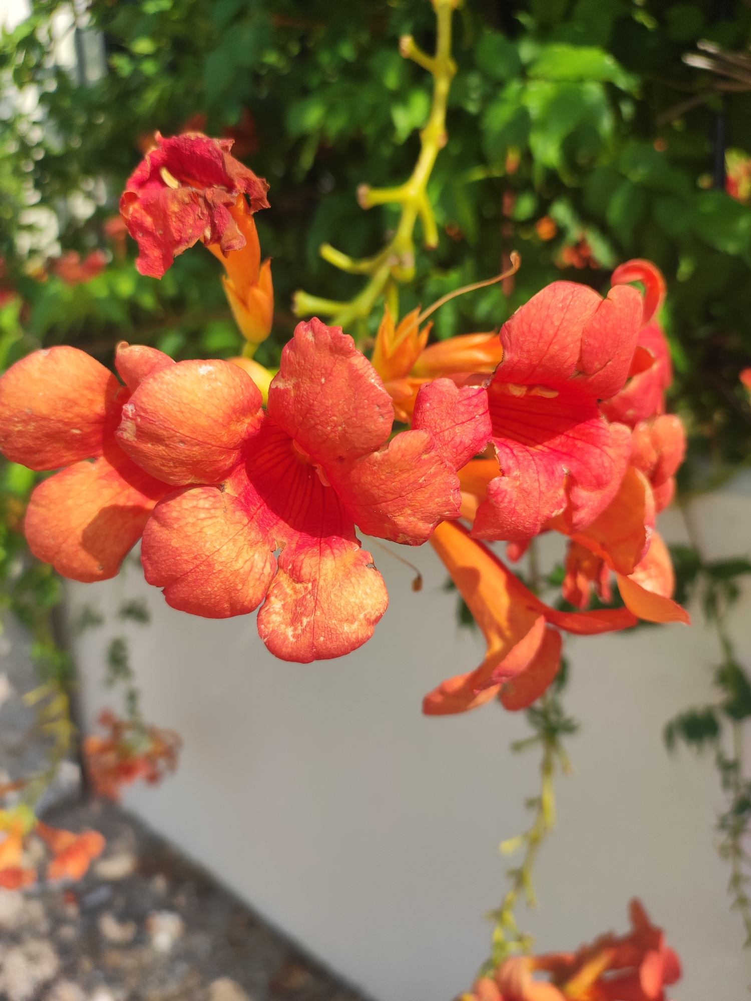 The image is a close-up, eye-level shot of a cluster of trumpet-shaped, orange-red flowers, likely a trumpet vine (Campsis radicans), against a blurred background of green foliage and a white wall. The flowers are in various stages of bloom, with some fully open and others still budding. Sunlight highlights the delicate textures and veins of the petals. The environment suggests an outdoor setting, possibly a garden or a wall with climbing plants. There are no people or animals visible in the image. The focus is solely on the floral subject. The specific location in Traspinedo, Spain, cannot be determined from the visual information provided in the image itself.