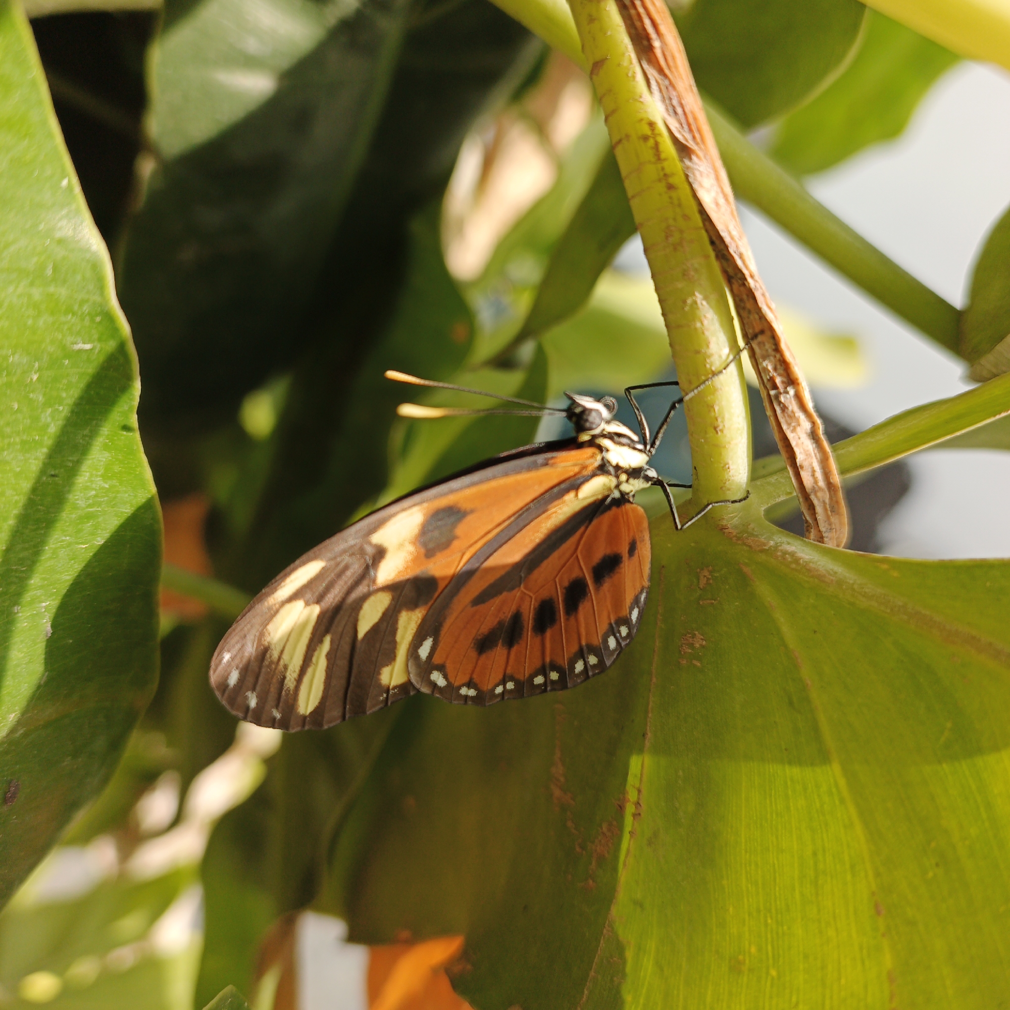 A butterfly, possibly a Doris longwing, is perched on the stem and leaf of a green plant. The butterfly has orange and black wings with white and yellow markings. The leaves are illuminated by sunlight. The location is Tinaquillo, Venezuela.