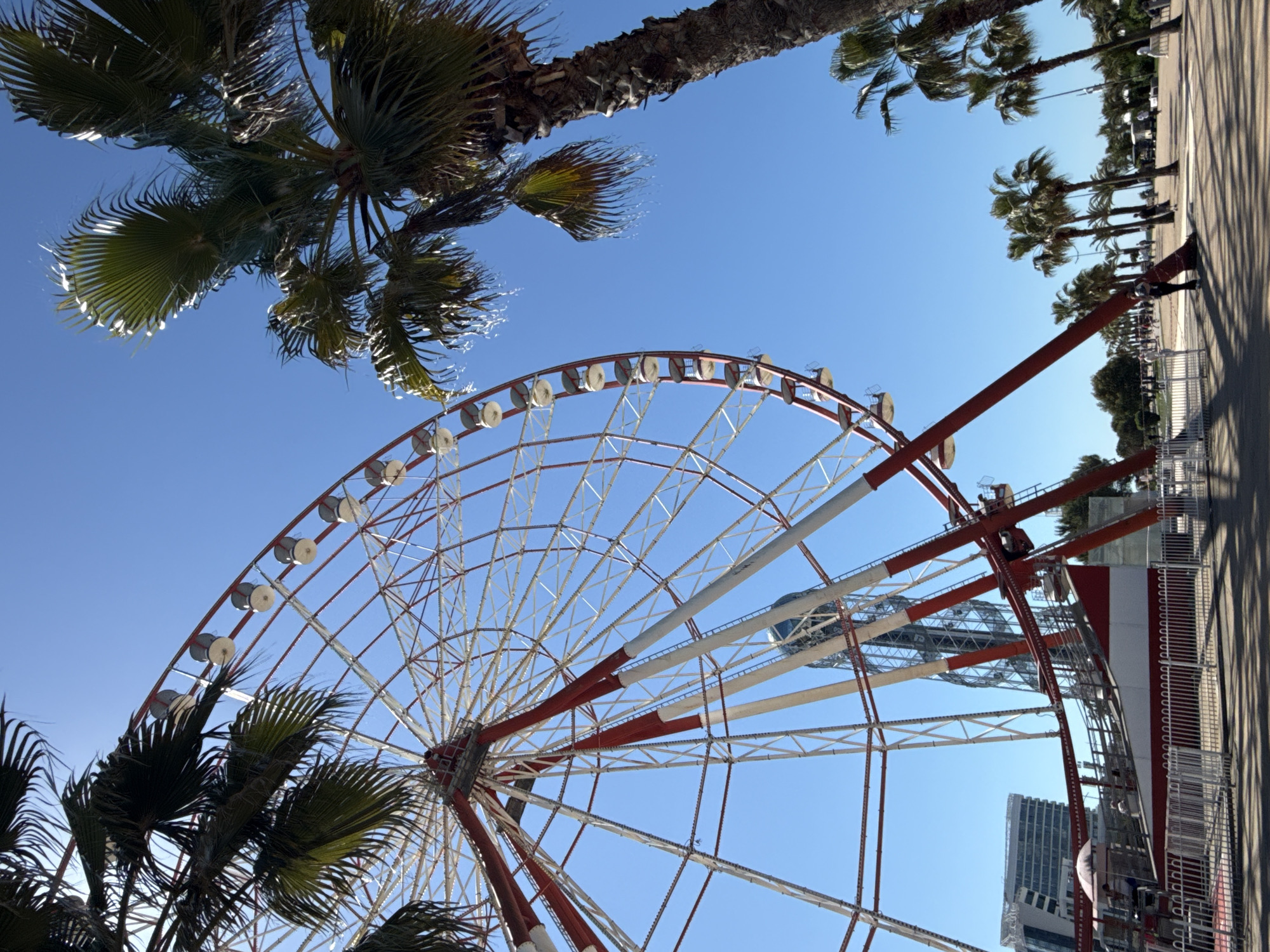 The image presents a vibrant, upward-angled view of a large Ferris wheel and palm trees against a clear blue sky, capturing a sunny outdoor scene in what appears to be a coastal amusement or park area.
The main subject is a prominent Ferris wheel, characterized by its red and white spokes and numerous passenger gondolas, which occupies the central and lower portions of the frame. Its intricate metal structure stands out against the bright sky.
Several lush green palm trees frame the composition. Large fronds extend from the top and left, partially obscuring the Ferris wheel, while more distant palm trees line a wide, paved promenade visible on the right side of the image. These trees cast long, distinct shadows, indicative of bright daylight. A solitary human figure can be faintly seen walking on this promenade in the distance. Further beyond the promenade, modern buildings rise, suggesting an urban backdrop.
The weather is bright and clear, with an expansive, unblemished blue sky dominating the upper part of the image. The strong shadows cast by the palm trees confirm bright sunshine, suggesting the time of day is either mid-morning or early afternoon. The scene evokes a cheerful, recreational atmosphere typical of a tourist destination. No visible text is present in the image. The setting aligns with a coastal location like Batumi, Georgia, known for its promenades and attractions.