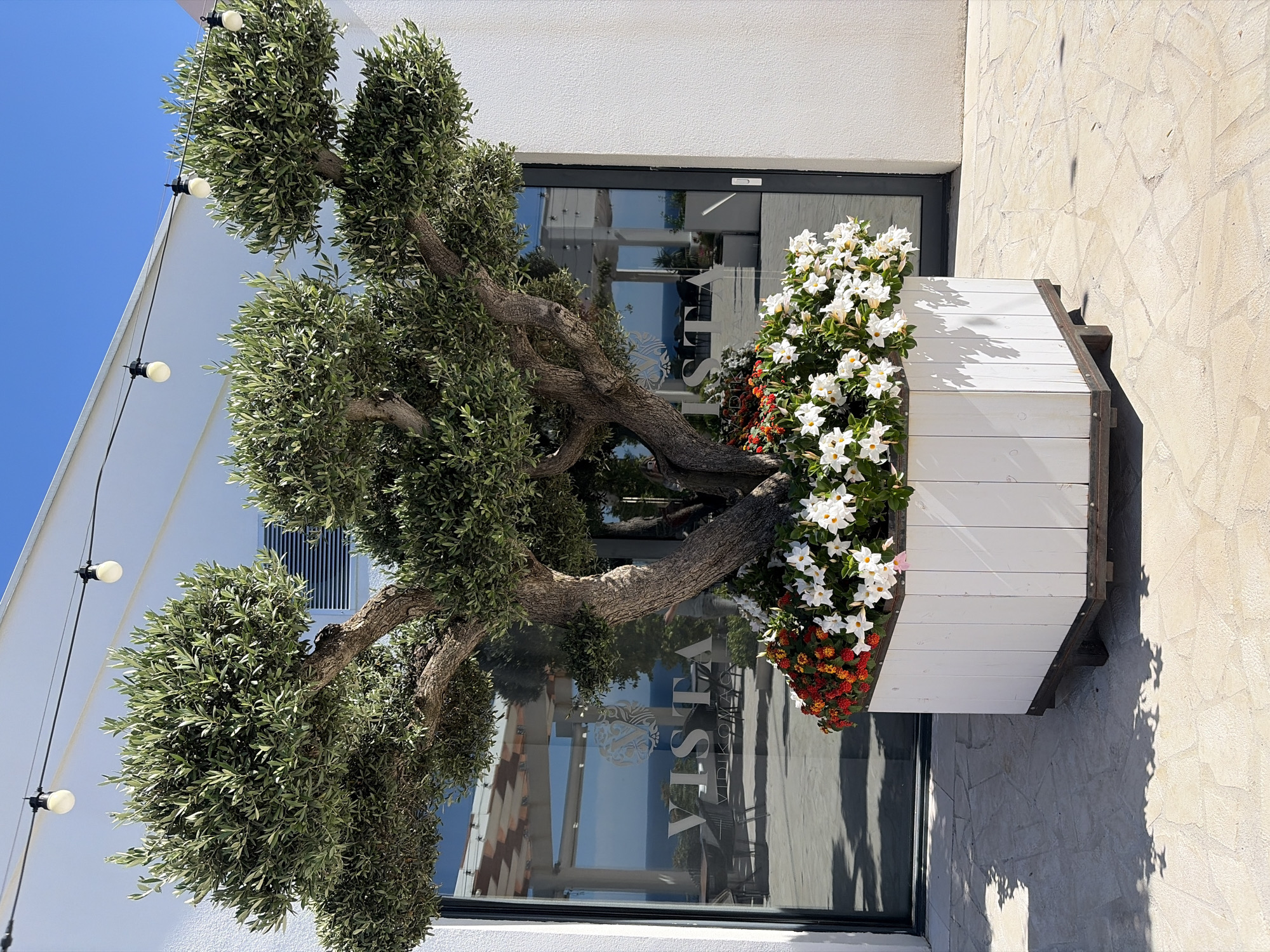 The image shows a large potted olive tree in front of a building with glass doors. The building appears to be a restaurant or cafe, with the name "VISTA" visible on the glass in a reflection. The tree has a thick, gnarled trunk and branches covered in green leaves. It is surrounded by a planter box filled with white and red flowers. The ground is paved with light-colored stone tiles, and there are shadows cast by the tree and the planter. In the background, the blue sky and the sea are visible through the glass doors. The scene is set in Budva, Montenegro, likely outdoors, possibly on a terrace or patio. There are no people visible in the image.