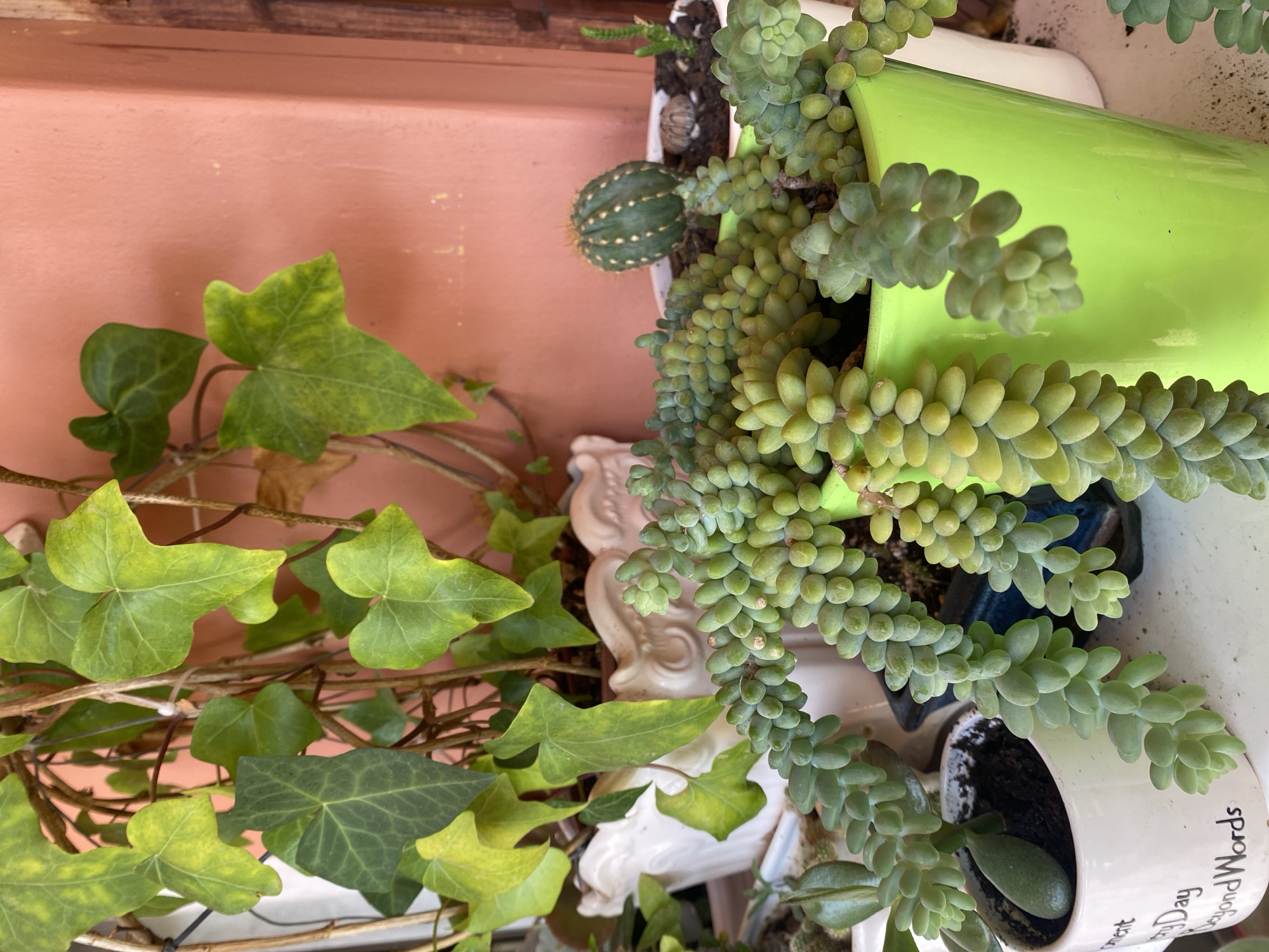 The image shows a collection of potted plants on a white surface, with a salmon-colored wall in the background. In the foreground, a succulent plant with plump, bead-like leaves cascades out of a bright lime green pot. To the left of this, a smaller succulent with elongated, tear-drop shaped leaves grows in a white pot with black text that reads "Every Day Beyond Words". Behind these, a white decorative planter holds a trailing vine with heart-shaped green leaves, some of which appear to have yellow variegation. To the right of the lime green pot, another white pot contains a small, round cactus with white spines. The overall impression is of a plant-filled windowsill or shelf, likely in a home or garden setting. There are no people or actions depicted, and the image is static. The location of Resinera-Voladilla, Spain is not discernible from the visual elements of the image itself.