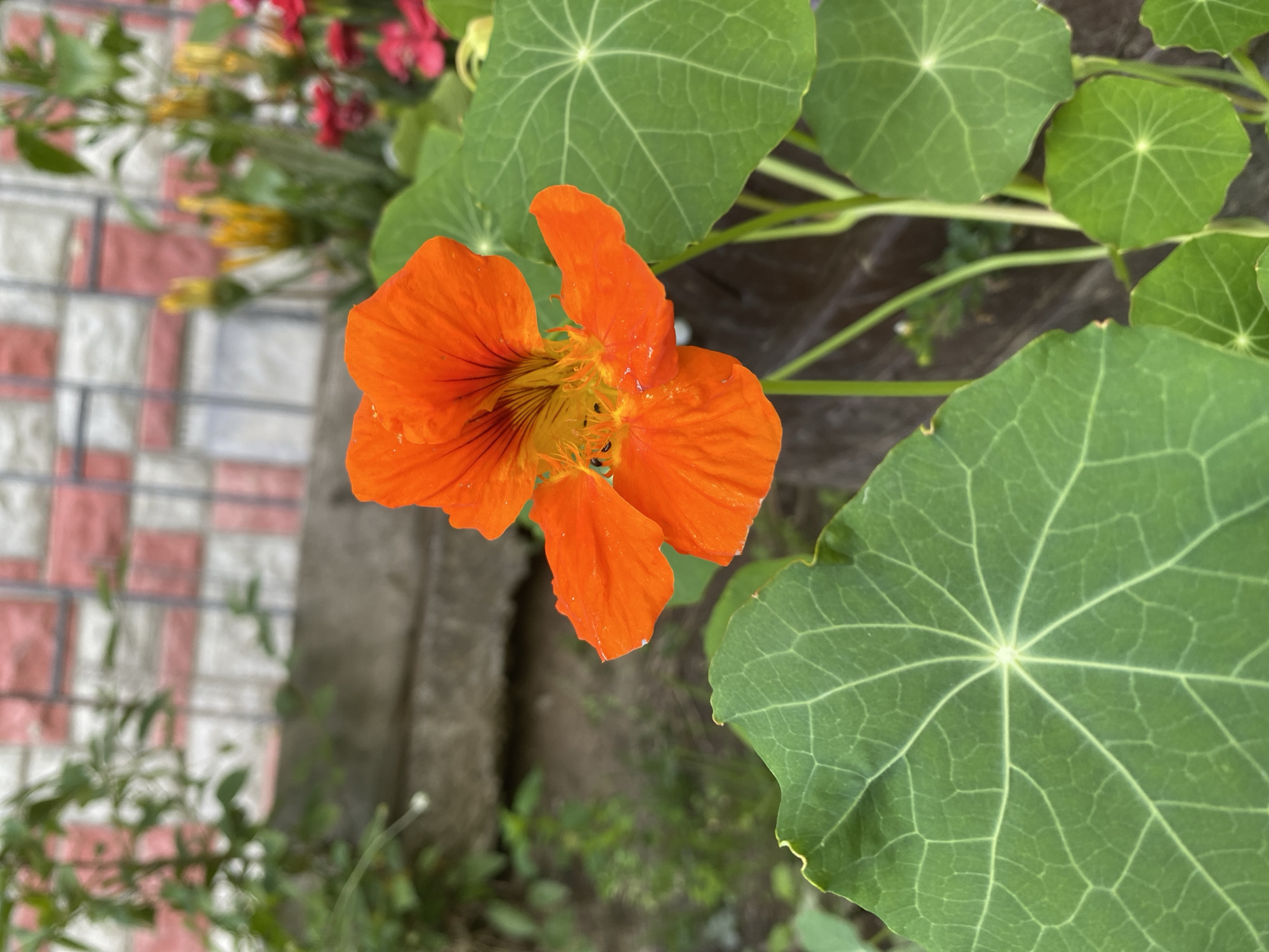 In the city of Unknown, Unknown, an extreme close-up shot focuses on an orange nasturtium flower, its petals slightly wet, surrounded by large, green, circular leaves with prominent veins. In the background, a textured wall with alternating red and white rectangular tiles is visible, along with some blurry greenery and yellow flower buds. The scene is outdoors, possibly in a garden setting.