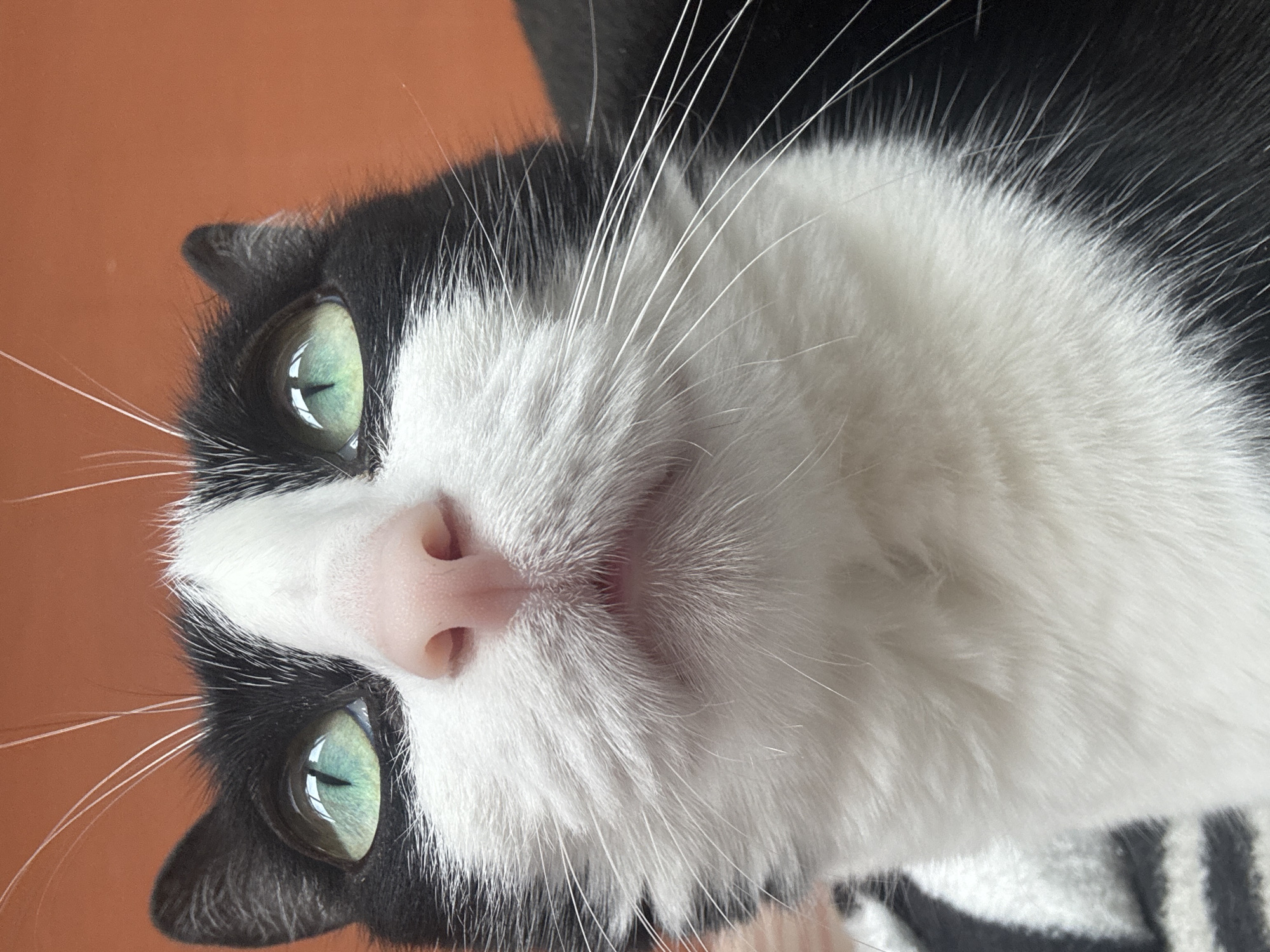 This is a close-up, low-angle shot of a black and white cat's face. The cat has bright green eyes and a pink nose. Its fur is predominantly white on its face and chest, with black markings on its head and ears. Long white whiskers fan out from its muzzle. The background is a solid, warm orange color, suggesting an indoor setting. There are no people or any indication of the city of Chaikovsky, Russia.